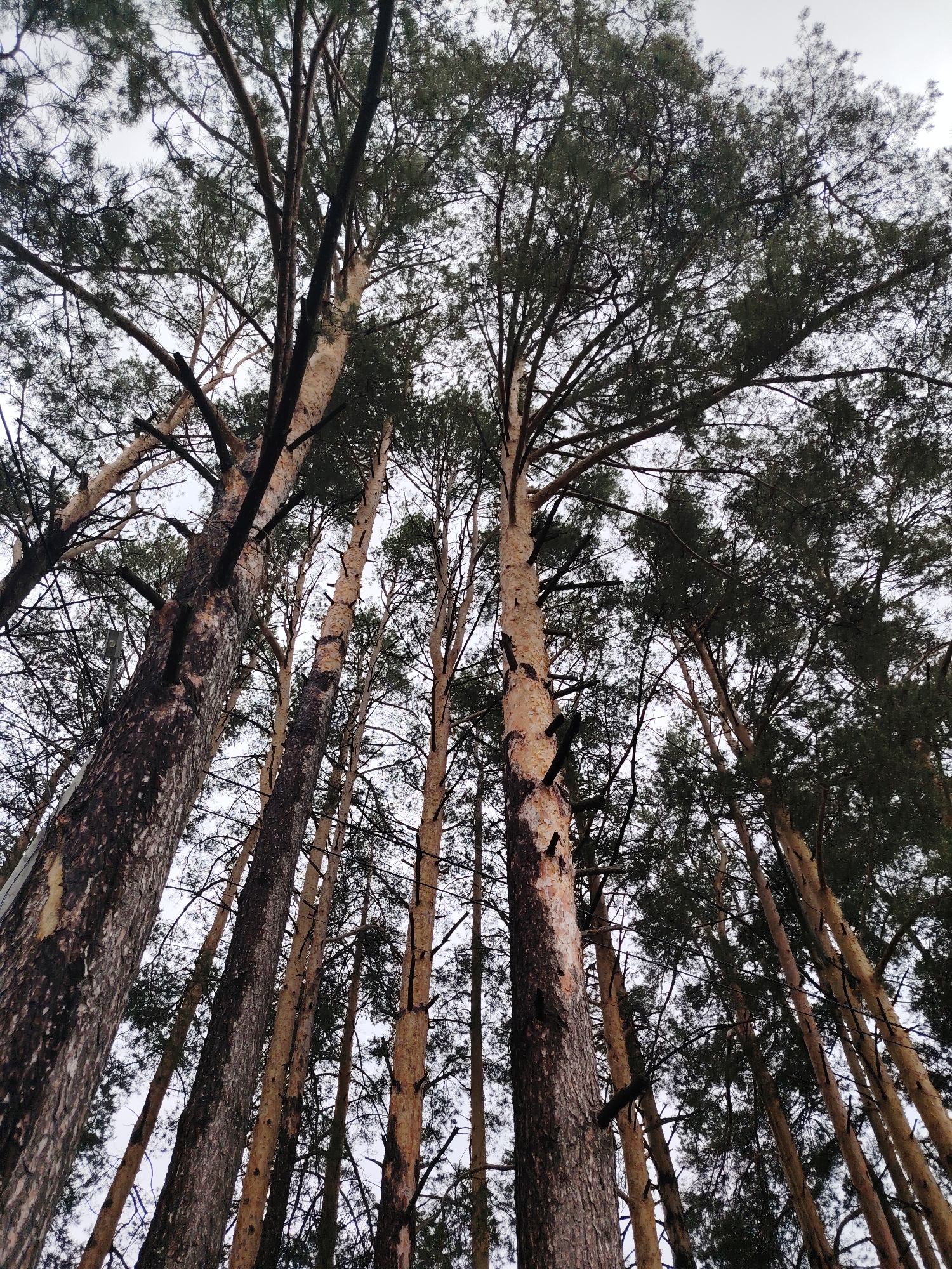 The image shows a view looking up through a dense group of tall pine trees in a forest. The tree trunks are various shades of brown and some show exposed lighter colored wood. The upper branches are visible against a pale overcast sky, with dense green pine needles. The location is likely in a forest area near or within the city of Chaikovsky, Russia. No people or actions are visible in the image.