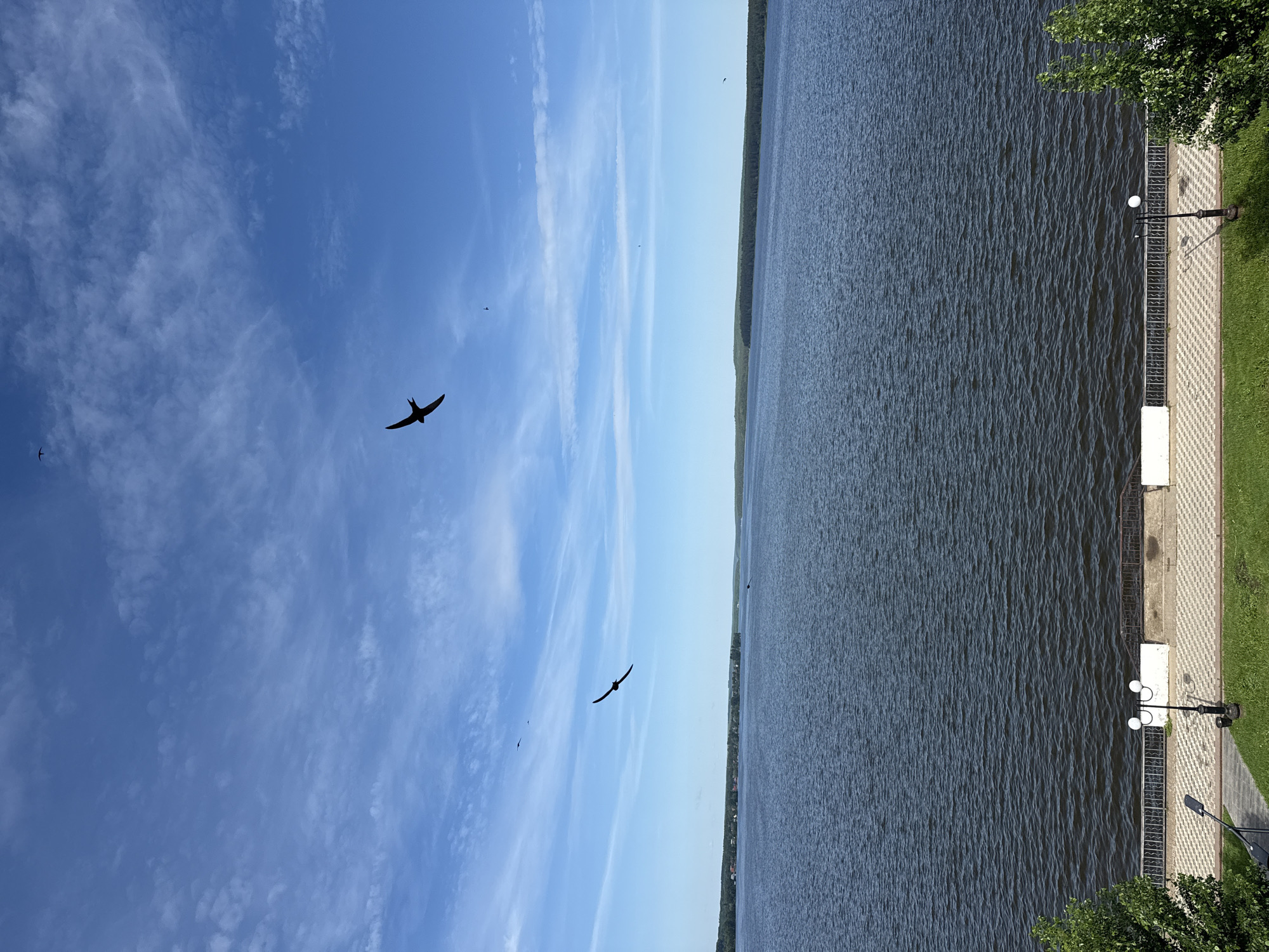 The image depicts an expansive outdoor daytime scene overlooking a large body of water, identified as the Votkinsk Pond (Votkinsky Prud) in Votkinsk, Russia. The upper half of the frame is dominated by a clear blue sky, featuring scattered, wispy white clouds that are more concentrated and streaky towards the horizon and sparser overhead.
Several birds are visible in flight against the sky. A prominent, dark silhouette of a swift or swallow, identifiable by its outstretched, crescent-shaped wings, is positioned in the upper-mid right of the sky. A second, smaller, similar bird is seen further to the left, lower in the sky. Multiple other tiny, dark specks, likely additional birds, are scattered across the upper-left and mid-right portions of the sky.
The middle section of the image is occupied by the dark blue-grey water of the pond, which displays a textured surface with small ripples, indicating the presence of light wind. Across the far bank, a long, low-lying strip of distant land is visible, heavily covered with dark green trees. On the far left of this distant shoreline, a cluster of small, light-colored buildings is faintly discernible amidst the trees.
The lower portion of the image shows an embankment or promenade area. A patterned walkway, paved with alternating light and dark square tiles creating a chessboard-like design, extends horizontally across the foreground. This path is bordered by a dark metal railing with a white concrete base, separating it from the water. Two lampposts are present on the walkway: one centrally located with two white globe lights, and another, less distinct, modern-style black lamppost further to the left. Patches of vibrant green grass line the walkway, with portions of leafy green trees visible in the bottom-left and bottom-right corners of the frame. No people are visible in the scene.