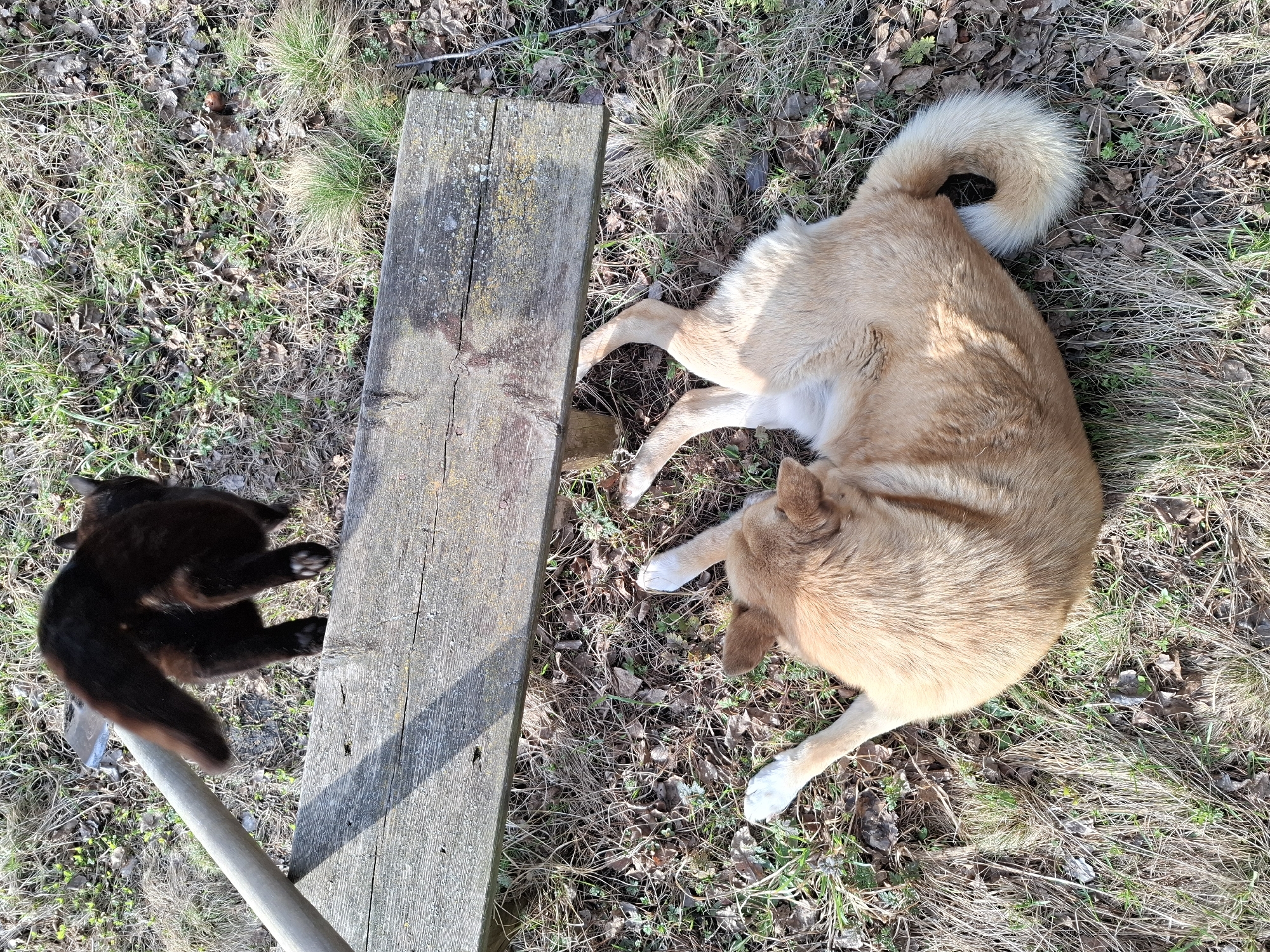 A black cat lies on a weathered wooden plank next to a light-brown dog lying on the ground amidst grass and dead leaves. The scene takes place outdoors under natural lighting conditions. The location is Khlevnoye, Russia.