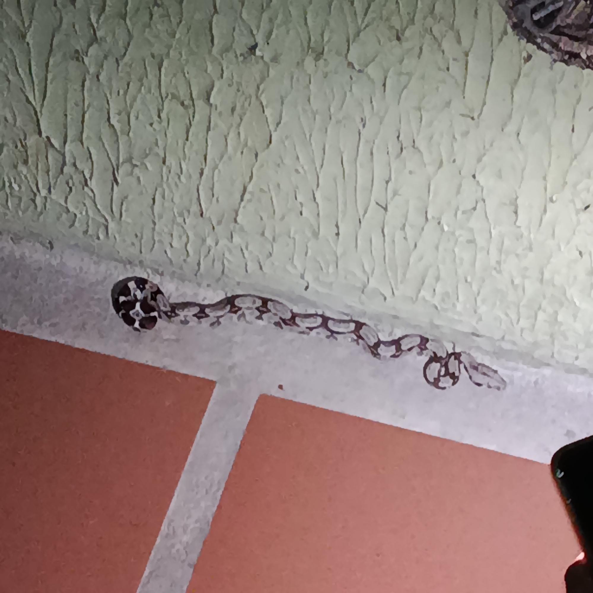 A patterned snake is depicted resting along the corner where a textured wall meets a tiled surface, illuminated by a bright, direct light source. The snake has a distinctive pattern of dark, irregular blotches or saddles against a lighter, possibly tan or grey, background. Its body extends horizontally along the seam, with one end curled into a tight spiral on the left side of the frame.
The upper surface is a light-colored wall with a pronounced, stucco-like texture featuring vertical, undulating ridges. Below this, the lower surface consists of reddish-orange rectangular tiles separated by lighter grout lines, likely a floor or another wall section.
In the bottom right corner of the image, a human hand is visible, holding a black smartphone, indicating the capture of the photograph. The strong artificial light, possibly from a flash, suggests the scene is occurring at night or in a dimly lit indoor or covered outdoor setting in Los Guayos, Venezuela.