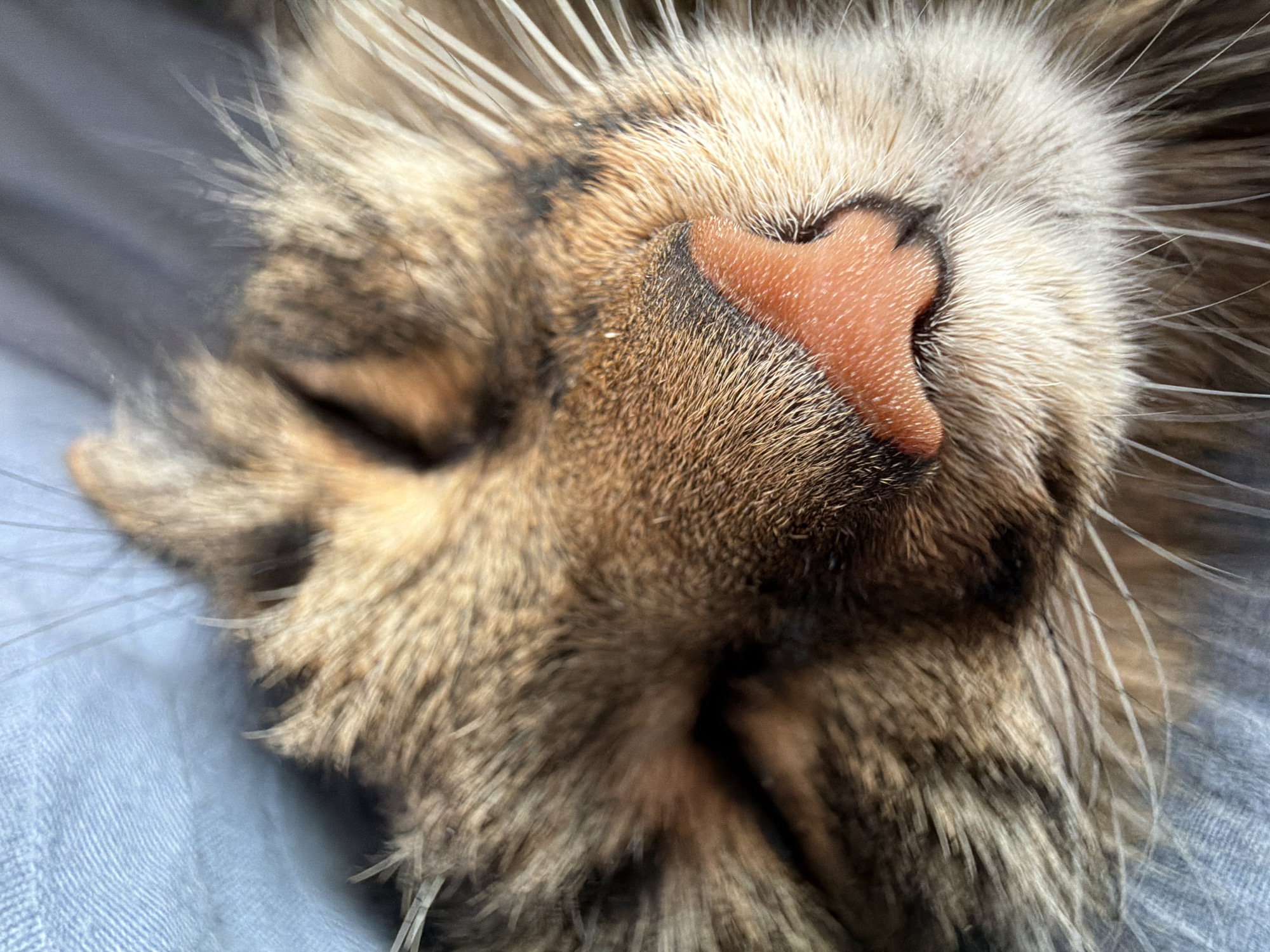 The media file presents an intimate, tightly cropped close-up of a domestic cat's face, specifically focusing on its nose and muzzle. The cat appears to be sleeping or deeply relaxed, indicated by its closed eyes and serene expression.
The most prominent feature is the cat's pinkish-orange nose, which is moist and has a distinct heart-shaped contour at its top. Surrounding the nose, the fur displays a classic tabby pattern, with a mix of brown, black, and lighter, creamy-white tones. The fur appears soft and dense, with individual strands visible in detail. Numerous long, fine whiskers extend from the muzzle area, some captured in sharp focus while others are softly blurred, contributing to the depth of field.
The cat's head is resting on a soft, light blue or grey fabric surface, possibly a blanket or clothing, which provides a gentle, blurred background and subtle texture. The lighting is soft and even, highlighting the intricate details of the fur and the texture of the nose. The image conveys a sense of peace and comfort. No text is visible in the image.