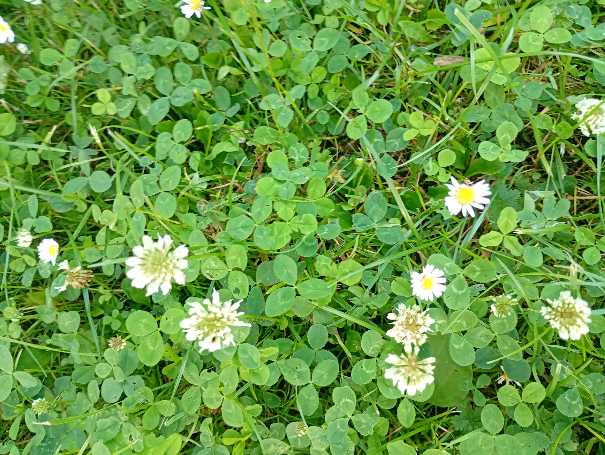 The image shows a patch of green grass with clover plants and a few white flowers. The clover leaves are the dominant feature, with their characteristic three-leaf clover structure visible throughout the frame. Scattered among the clover are small white flowers, some with yellow centers, resembling daisies. There are also several white, pom-pom-like flower heads that are likely clover blossoms. The grass is lush and appears to be growing outdoors, possibly in a park or garden. There are no people or animals visible in the image. The lighting suggests it is daytime, with sunlight filtering through the foliage, creating some dappled shadows. The scene is a natural, outdoor environment focused on the vegetation.