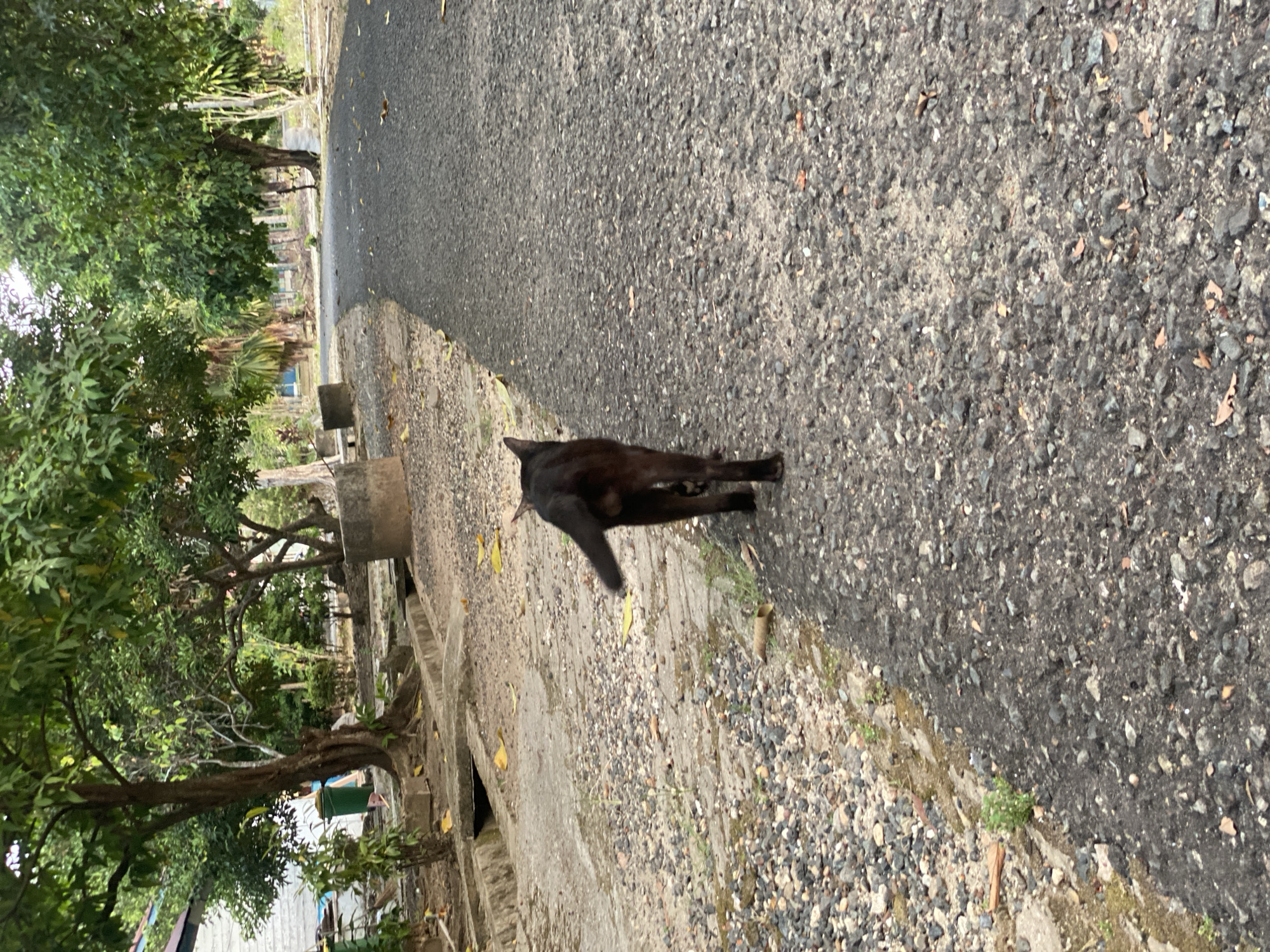 In Banjarbaru, Indonesia, a black cat with a short, bushy tail walks away from the camera on a narrow, asphalt road. The road is bordered on the left by a gravel path and a concrete drainage ditch. The surrounding environment is lush and green, with several large trees providing shade. In the background, a white building with blue trim is visible, along with more trees and vegetation. The scene appears to be a quiet, residential area.