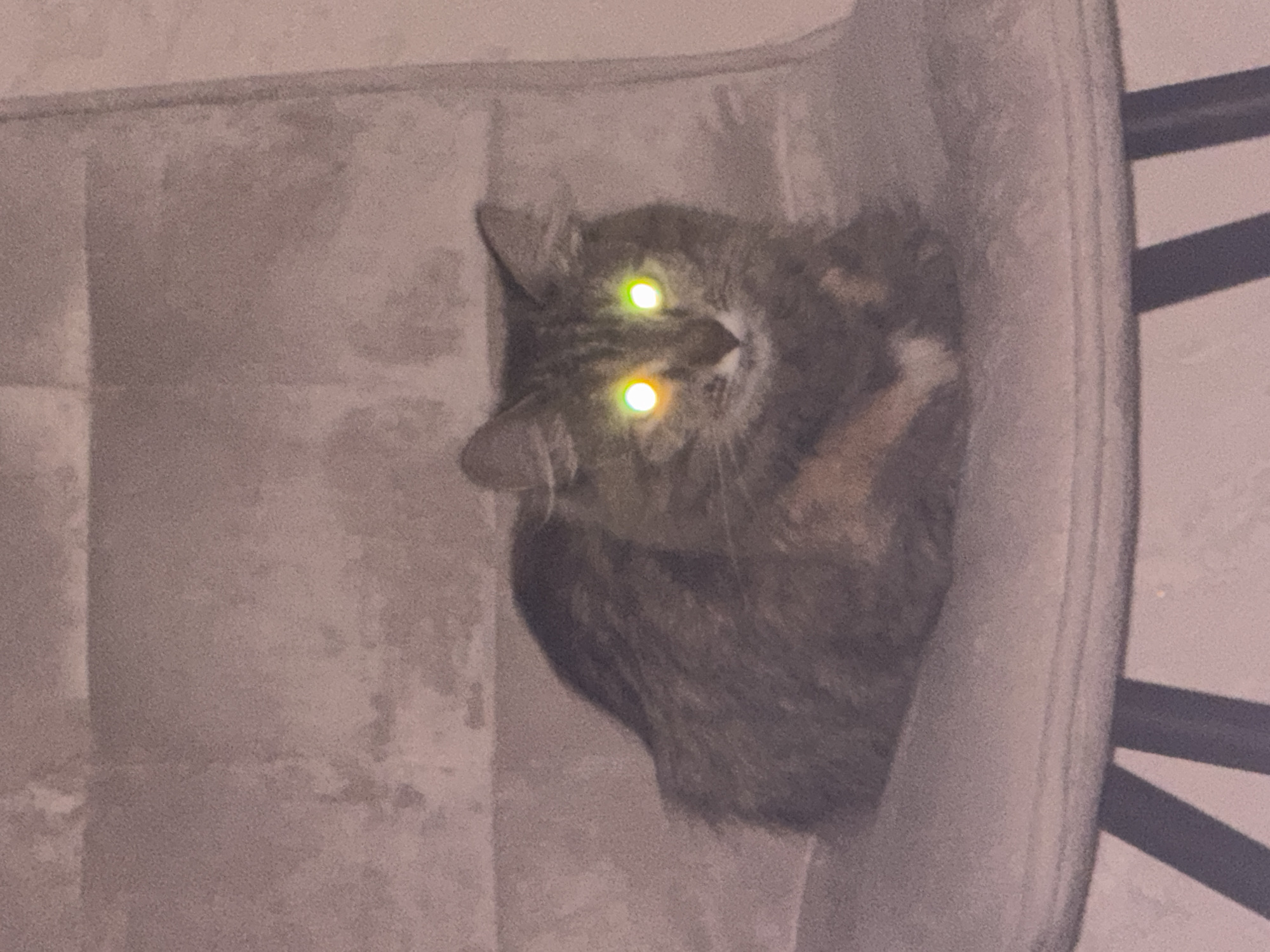 A domestic cat is lying on a chair. The cat has green and yellow eyes. The background is a light-colored wall. The image was taken indoors.