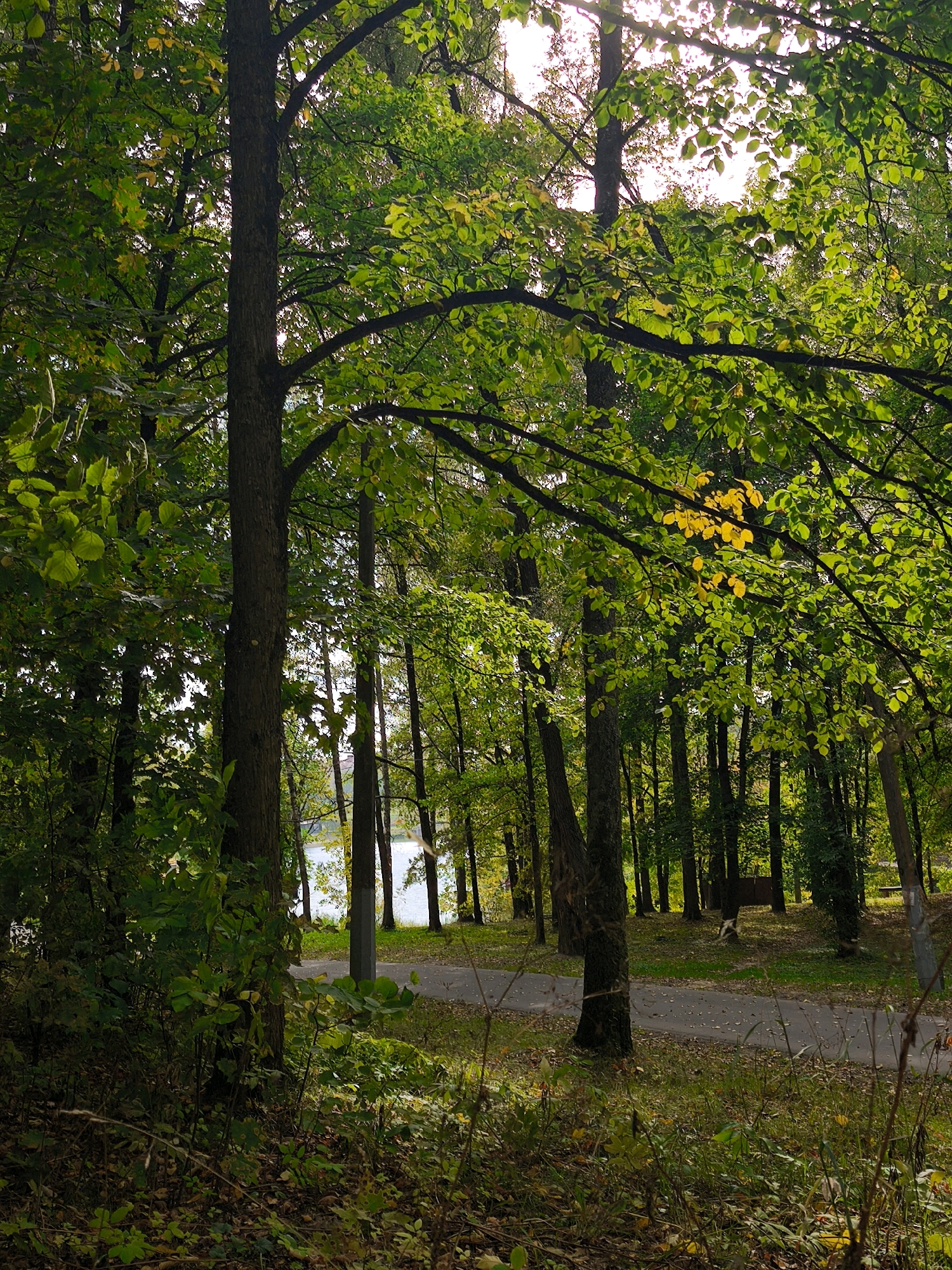 The image depicts a sun-dappled park scene in Mahilyow, Belarus, likely during early autumn. A paved pathway, worn and edged with fallen leaves, meanders through a dense forest. Tall trees with lush green foliage, some showing hints of yellowing, dominate the landscape. Sunlight filters through the canopy, creating patches of light and shadow on the ground and the path. In the background, a body of water, possibly a lake or river, is visible, reflecting the bright sky. The overall atmosphere is tranquil and natural.