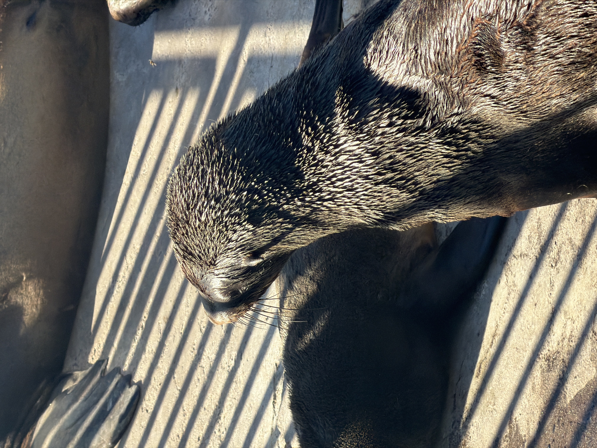The image presents a close-up, high-angle view of a wet seal resting on a concrete surface. The seal's head and upper body dominate the frame, with its dark, coarse fur appearing spiky and glistening from being wet, illuminated by strong, direct sunlight. Its whiskers are clearly visible around its snout.
The setting appears to be an outdoor enclosure or pool area, likely in Cape Town, South Africa, given the context. The surface beneath the seal is light-colored concrete. A prominent feature of the scene is the harsh lighting, which casts long, parallel shadows across the concrete and parts of the seal's body. These shadows, likely from a fence, grate, or vertical bars, suggest either early morning or late afternoon sun. Another seal's dark body is partially visible in the shadowed area towards the bottom and left of the frame. The overall atmosphere is sunny and bright, highlighting the texture of the seal's fur and the concrete. There is no visible text in the image.