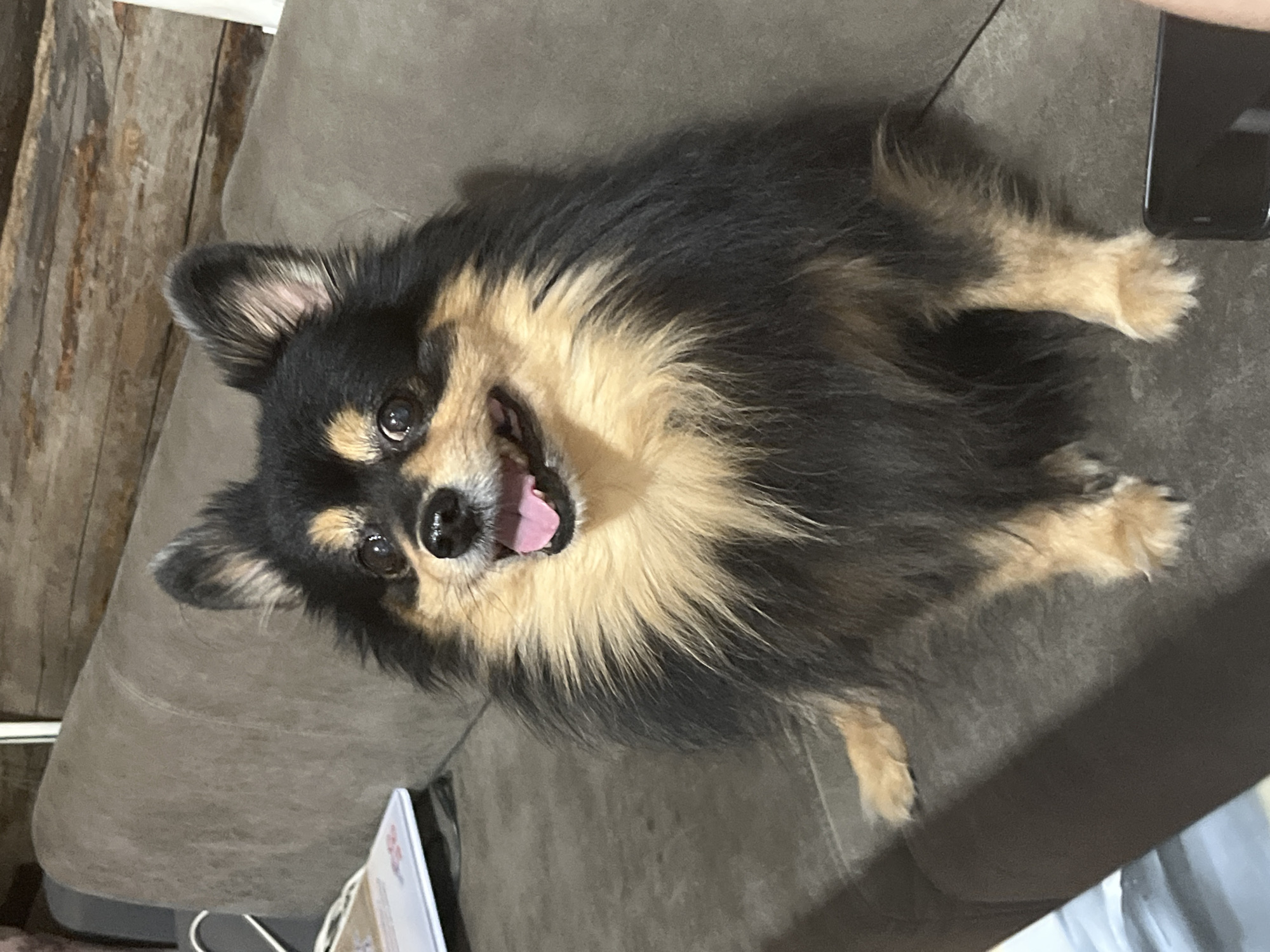 A long-haired, black and tan dog, likely a Chihuahua or Pomeranian mix, is the central subject of this indoor photograph. The dog is seen lying on a gray or brown upholstered surface, which appears to be a couch or armchair cushion. It faces directly towards the camera with an open mouth, revealing its pink tongue, suggesting it is panting, smiling, or excited. Its dark eyes are bright and alert, and its ears are pricked up, covered in fine black fur with lighter tan hair visible on the inner side.
The dog's fur is a striking combination of black and tan, with the tan coloration prominent on its chest, front legs, and around its muzzle and eyebrows. In the background to the left, rustic wooden paneling or a wall is visible. On the right side of the frame, the top corner of a black smartphone is partially visible on the couch. A small, blurry white object, possibly a piece of paper or a card, can be seen near the bottom left edge. The lighting suggests an indoor setting, providing soft and even illumination. There is no visible text in the image.