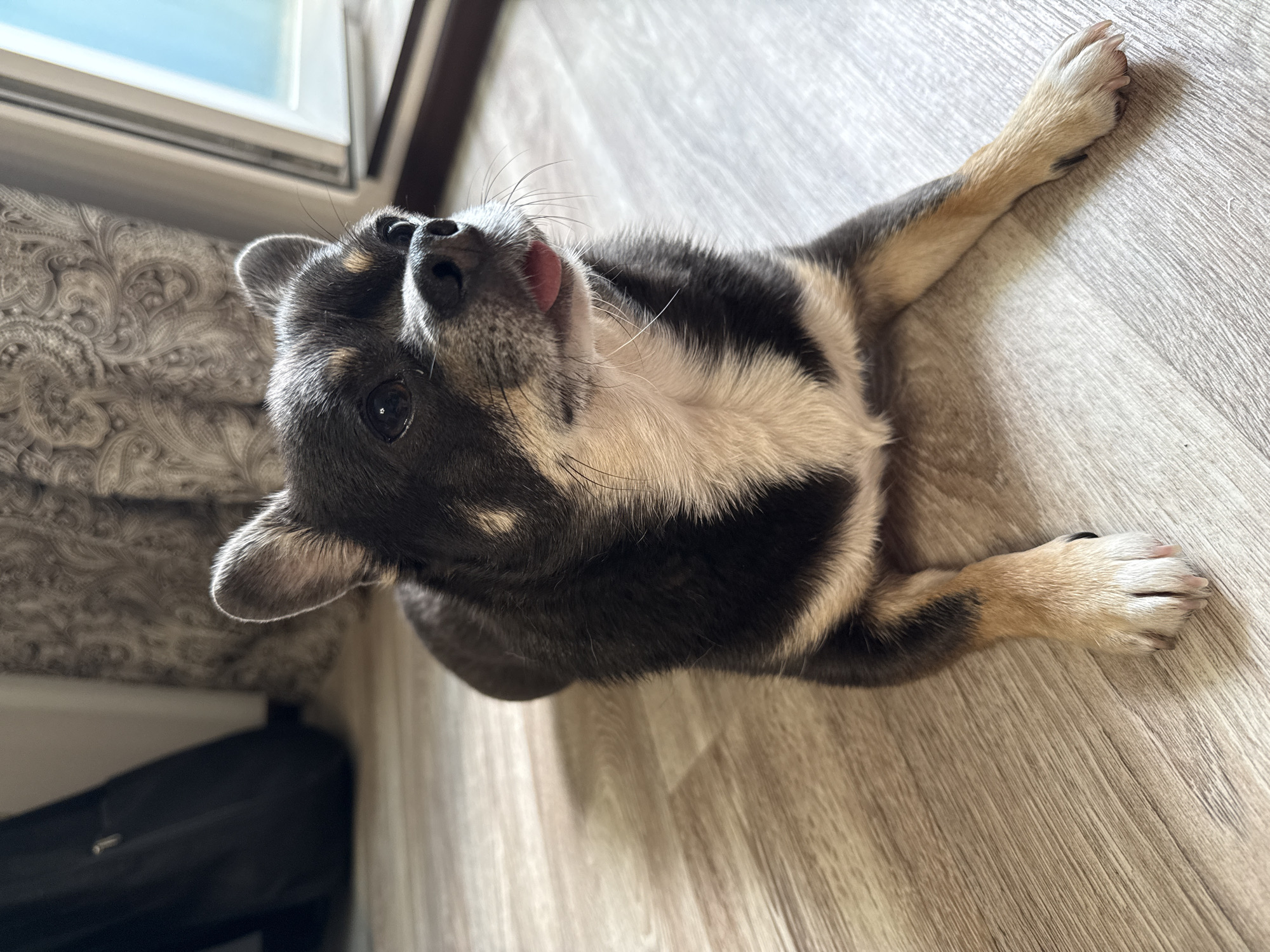 A small, black and tan dog with white markings is lying on a light-colored wooden floor. The dog is looking to the right with its tongue slightly sticking out. The background consists of a dark object on the left, patterned curtains in the middle, and a window with a blue sky visible on the right. The scene appears to be indoors, possibly in a residential setting in Otradny, Russia.