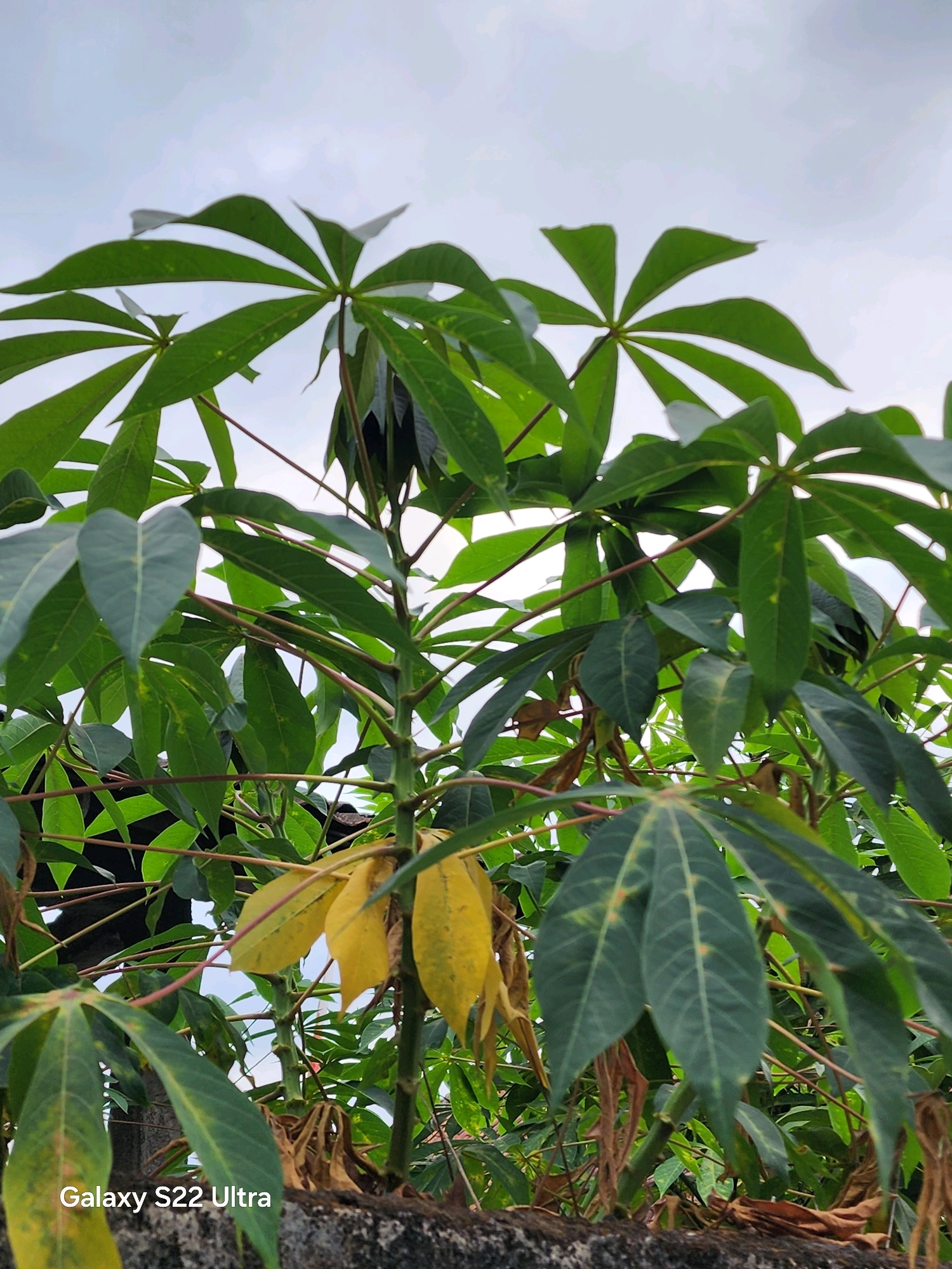 This is a low-angle, close-up, outdoor photograph of a cassava plant with large, palmately lobed green leaves. Some of the leaves are turning yellow and brown, indicating they may be older or experiencing some stress. The plant has a sturdy central stem with branching. The background consists of a cloudy sky and hints of other vegetation. The bottom of the image shows a textured, gray, rough surface, possibly a wall or a planter box. The text "Galaxy S22 Ultra" is visible in the bottom left corner, indicating this is a photograph taken with that device. The image appears to have been taken in Salaman, Indonesia, likely in a garden or agricultural setting. There are no people or discernible actions depicted in the scene, just the plant in its environment.