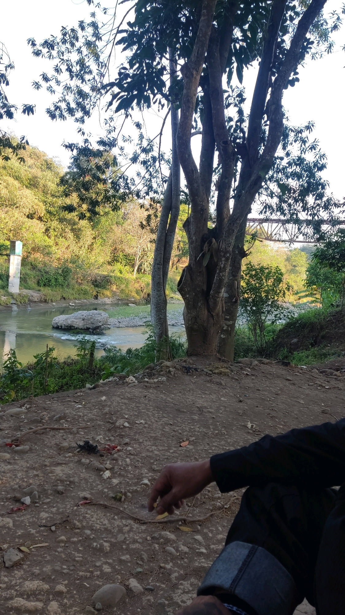The image depicts an outdoor scene, likely in Kranggan, Indonesia, focusing on a natural environment with a river and vegetation. In the foreground, a person's hand and arm, clad in a black garment, are visible. The hand is resting on a dirt and gravel surface, with fingers partially extended. Scattered on the ground are small stones, debris, and what appear to be leaves and twigs.
Behind the foreground, a river flows. The water is a murky green, with visible rocks and small rapids in the riverbed. On the riverbank, there is lush green vegetation and trees. A large, thick tree with multiple trunks is prominent in the mid-ground, its branches extending towards the top of the frame. Further in the background, a hillside covered in vegetation rises, and a metal bridge is faintly visible in the distance. A white concrete structure, possibly a marker or signpost, stands on the far riverbank. The sky above is bright, suggesting daylight. The overall atmosphere is natural and somewhat unkempt.