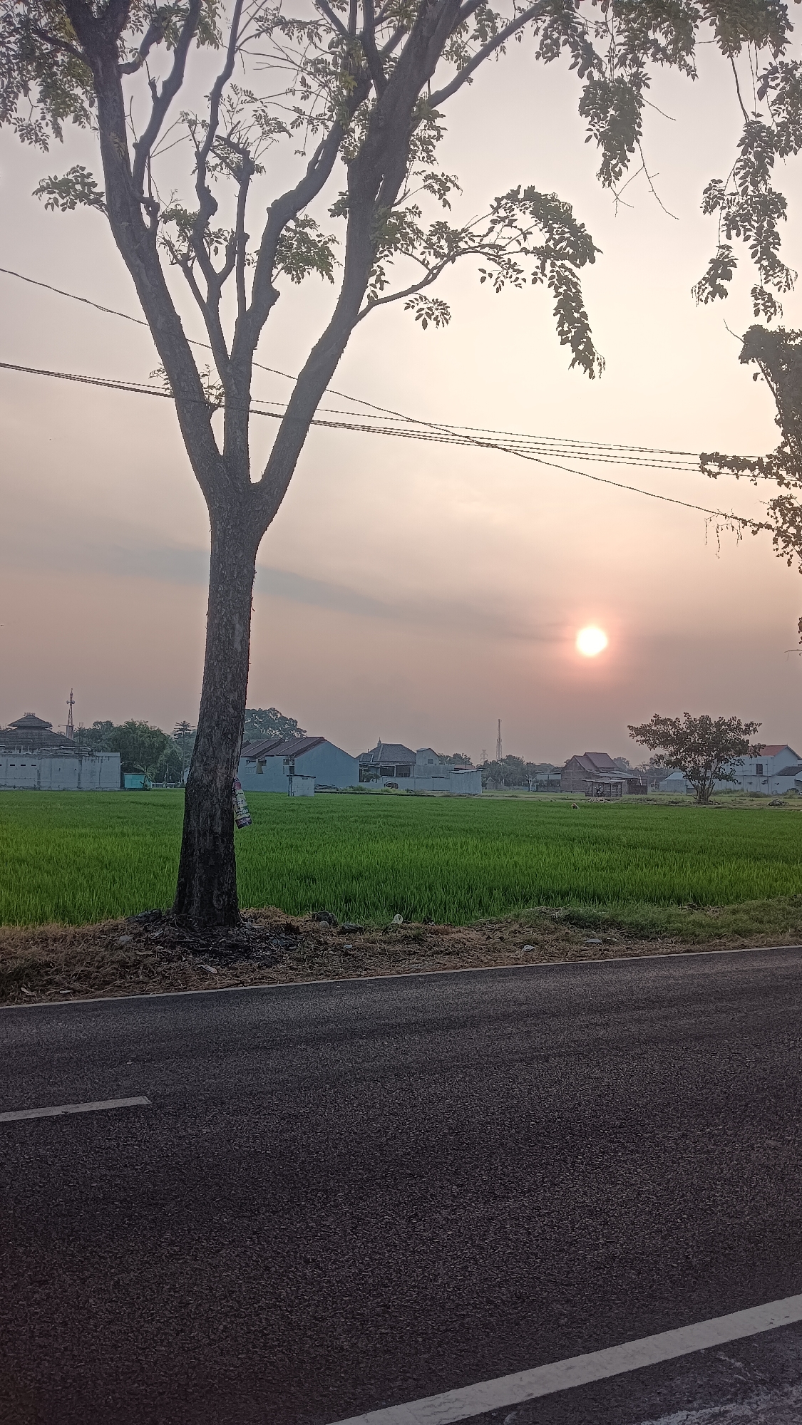 The image captures a serene rural landscape in Sragen Wetan, Indonesia, at sunset. A large, silhouetted tree dominates the foreground on the left, its branches reaching towards the hazy sky. A paved road with a white line runs across the bottom of the frame. Beyond the road and the tree, a vibrant green rice paddy stretches into the distance, dotted with a few scattered houses and buildings. The sun, a soft, diffused orb, hangs low in the sky, casting a warm, pastel glow over the scene. Power lines are visible crossing the upper portion of the image. The overall atmosphere is tranquil and idyllic.