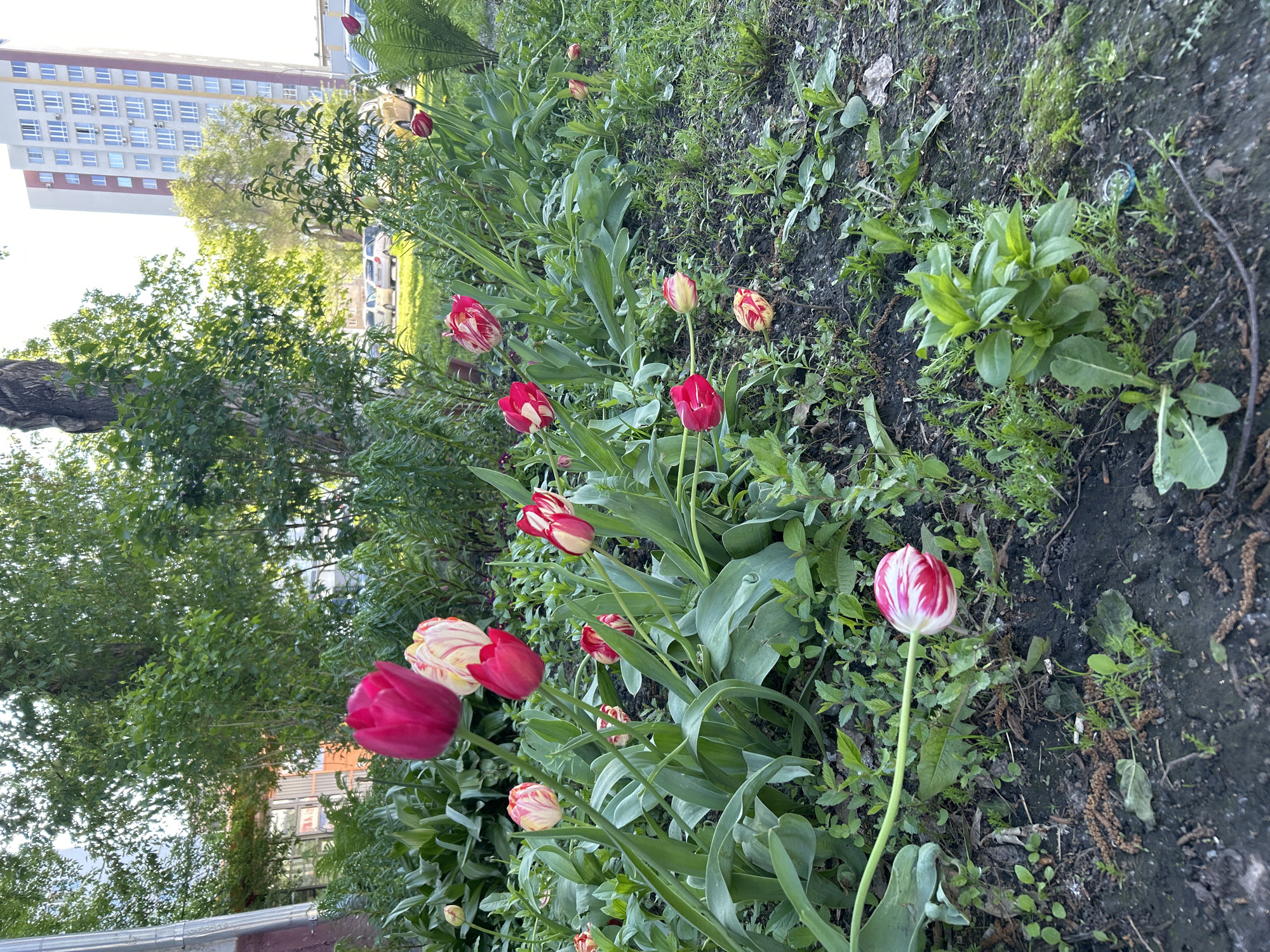 The image depicts a flowerbed in an urban environment. Red and white tulips are the dominant flowers, growing amongst other green foliage and small plants. The soil appears dark and damp. In the background, trees and a tall residential building with numerous windows are visible. The city is unknown.