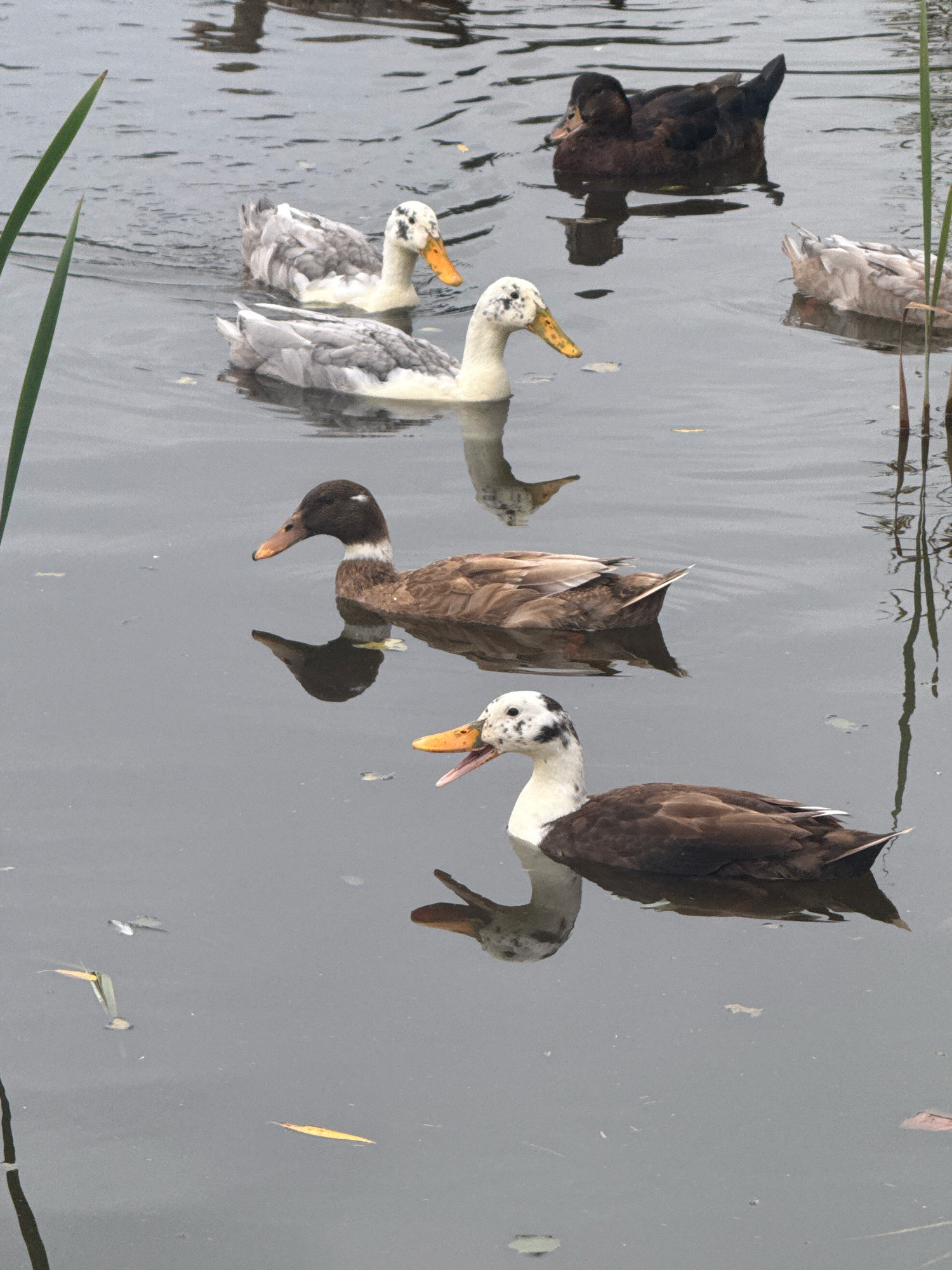The image shows several ducks swimming in a body of water, likely a pond or lake. The water is murky and reflects the overcast sky. There are reeds or tall grass visible on the left and right sides of the image, suggesting a natural or park-like setting. One duck in the foreground is facing left, with its mouth open, and appears to be a domestic duck with brown and white plumage. Behind it, another duck with brown and white markings is swimming away from the camera. Further back, a white duck with some grey speckles is swimming towards the left. In the upper portion of the image, a dark brown duck is visible, and to its right, a light grey and white duck is partially submerged. The ducks are the primary subjects, and they are engaged in the activity of swimming. No people are present in the image. The overall scene is tranquil, with the ducks calmly navigating the water. The location is stated to be Galinė, Lithuania, implying this is a scene from a natural area or park within that region.