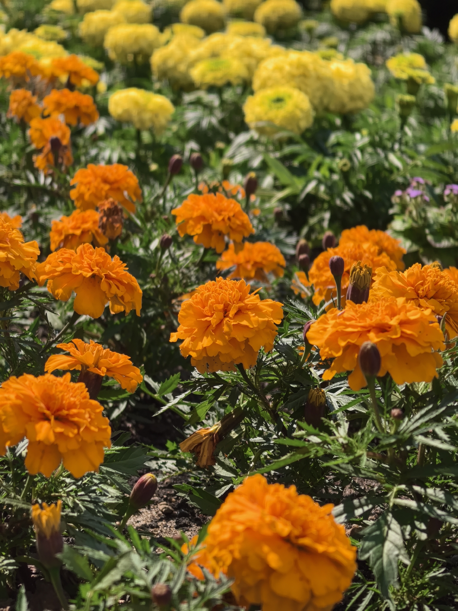 This is a close-up, outdoor photograph of a bed of blooming marigolds, with some yellow marigolds in the background and predominantly orange marigolds in the foreground. The flowers are in full bloom, with their petals tightly packed, creating a textured, full appearance. Several buds are also visible, some dark and tightly closed, others beginning to unfurl. The foliage is a deep green, providing a vibrant contrast to the orange and yellow blooms. The ground beneath the flowers appears to be dark soil. The lighting suggests it is daytime, with sunlight illuminating the flowers, casting soft shadows. The overall impression is one of a vibrant, sunny garden. There is no visible text. The location is identified as Perm, Russia.