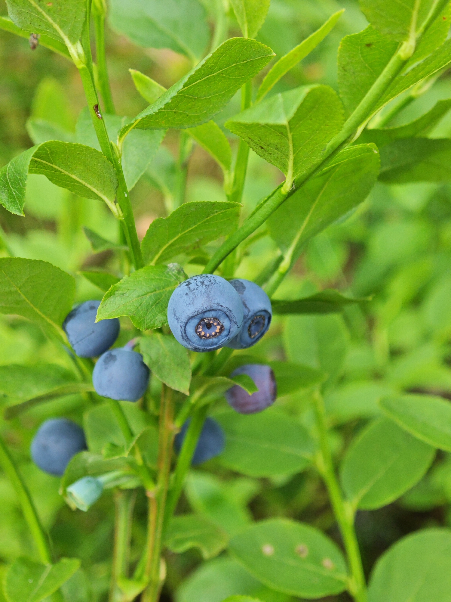 The image is a close-up, vertical shot of a blueberry bush. Several ripe, deep blue blueberries are visible, some clustered together on thin green stems. The blueberries have a slightly dusty bloom and a visible calyx at the bottom. Lush, green leaves surround the berries, some with a slightly textured surface. The background is softly blurred, showing more green foliage and suggesting an outdoor environment, likely a forest or garden. The focus is sharpest on the blueberries and the immediate stems and leaves. There are no people or specific urban landmarks visible in the image; it depicts a natural scene consistent with the environment in or around Заклинье, Russia, where blueberries are found.