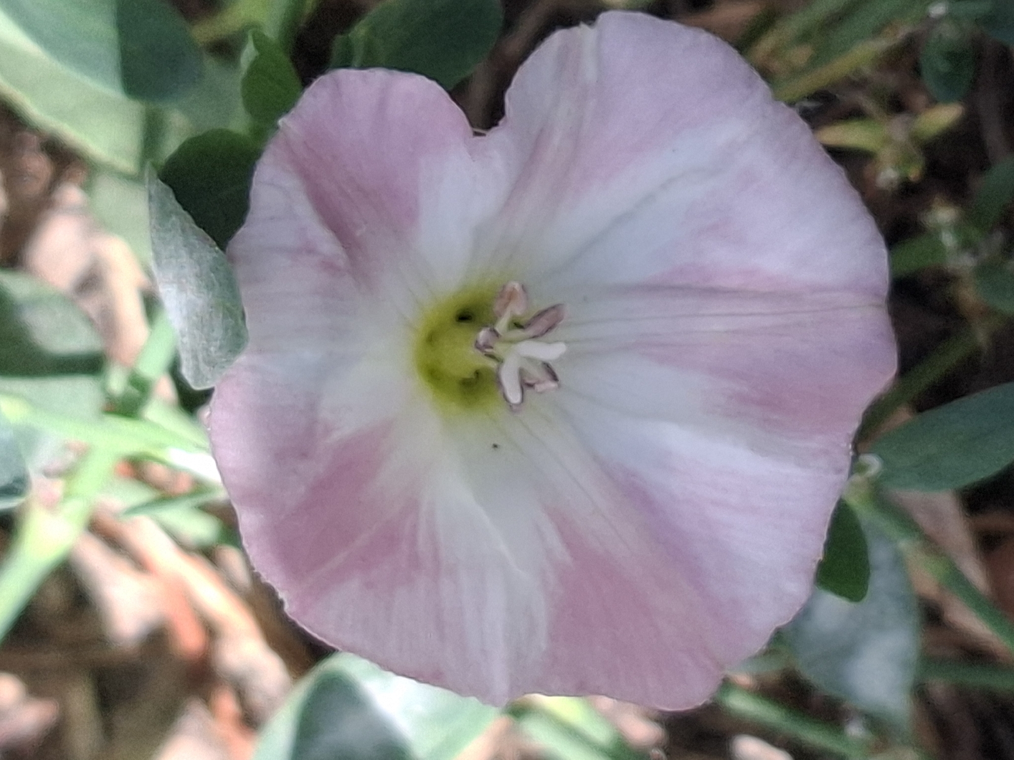 A close-up, high-angle, outdoor shot captures a single, light pink and white flower with a trumpet-shaped corolla and a green center. The flower is surrounded by blurred green foliage and brown organic debris, suggesting a natural environment. The image does not provide any information or visual cues that would allow for the determination of its location in the city of Almaty, Kazakhstan.