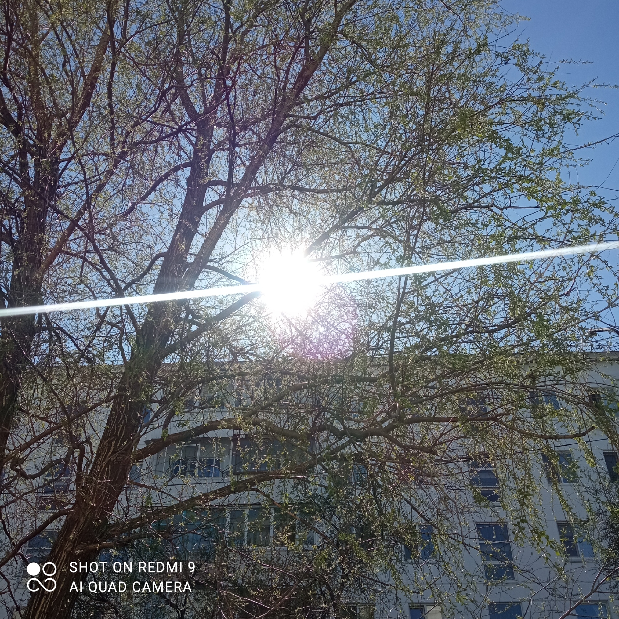The image depicts a view looking upwards through the branches of a tree, with the sun shining through the leaves and branches. A light streak crosses horizontally through the center of the image. In the background is a light-colored building with multiple windows. The location is assumed to be in the city of Chaikovsky, Russia, but this is not definitively confirmed by the image.