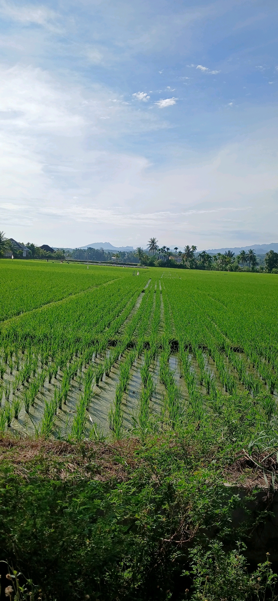 This image depicts a vast, vibrant green rice paddy field in Darussalam, Indonesia. The rice plants, neatly arranged in rows, are submerged in shallow water, reflecting the clear blue sky dotted with white clouds. In the background, a range of hills and mountains forms a natural backdrop, with scattered houses and palm trees indicating a rural or semi-rural setting. The foreground features a border of lush green vegetation and dried grass. The scene is bathed in natural daylight, suggesting it was captured during the day. There are no people or animals visible in the image.