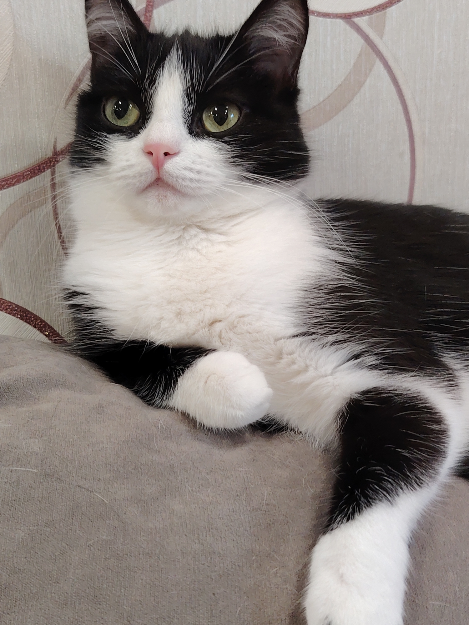 A medium shot shows a black and white cat lying on a grey cushion. The cat is facing forward with its head tilted slightly to the left. It has green eyes, a pink nose, and white whiskers. Its fur is a mix of black and white, with distinct markings on its face and body. The background is a textured beige wall with subtle circular patterns. The lighting is soft and even, highlighting the cat's features and fur texture.