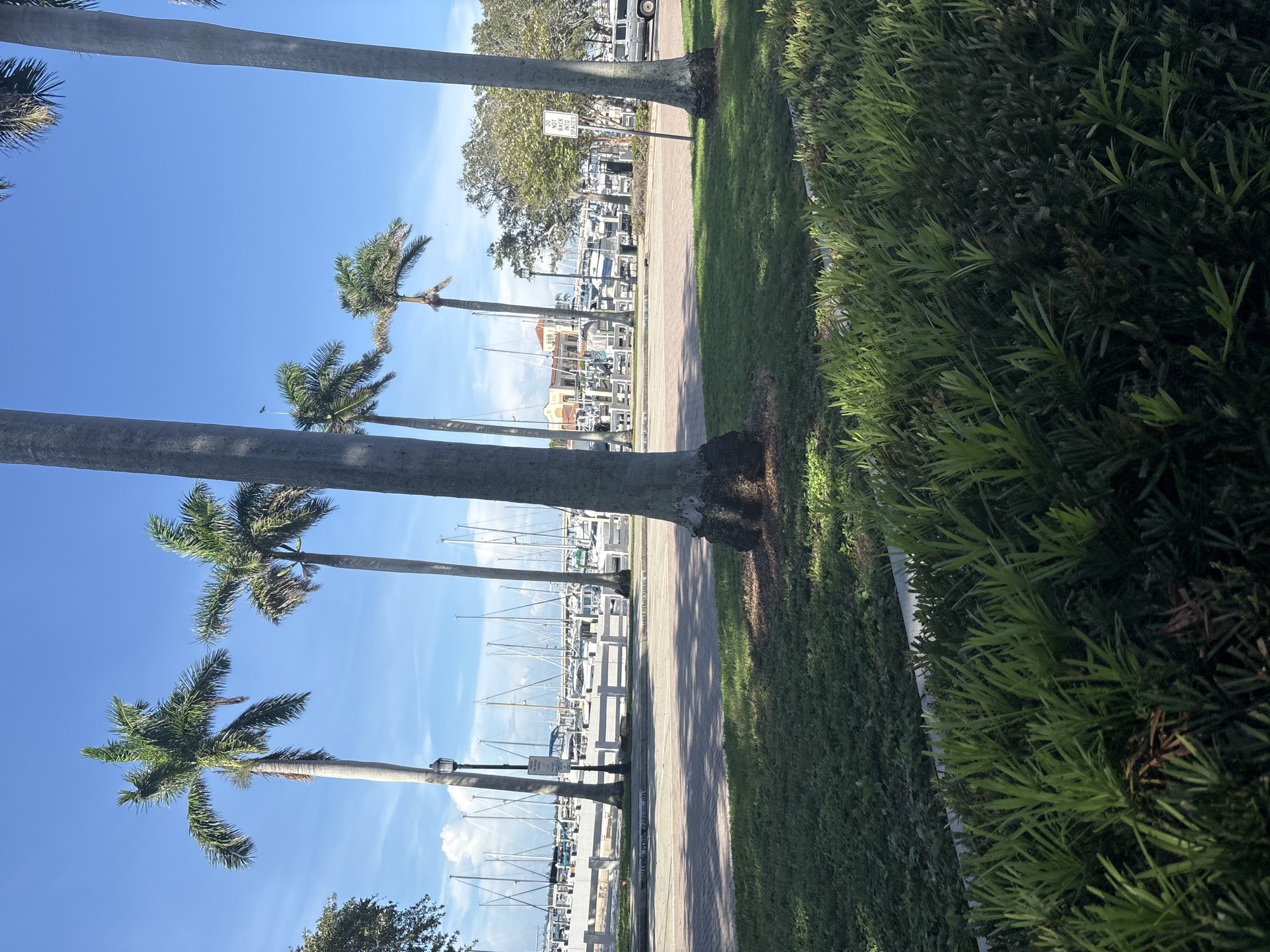 The image depicts a view of a marina in Bradenton, Florida, USA. In the foreground, lush green bushes and manicured grass are visible, with a brick-paved walkway running parallel to them. Beyond the walkway, a row of palm trees stands tall, their fronds reaching towards a clear blue sky dotted with a few white clouds. In the background, numerous sailboats and yachts are moored in the marina, their masts forming a dense forest of white. A white railing separates the marina from a street, where a few vehicles can be seen. The overall scene is one of a peaceful and scenic waterfront environment, typical of coastal Florida cities.