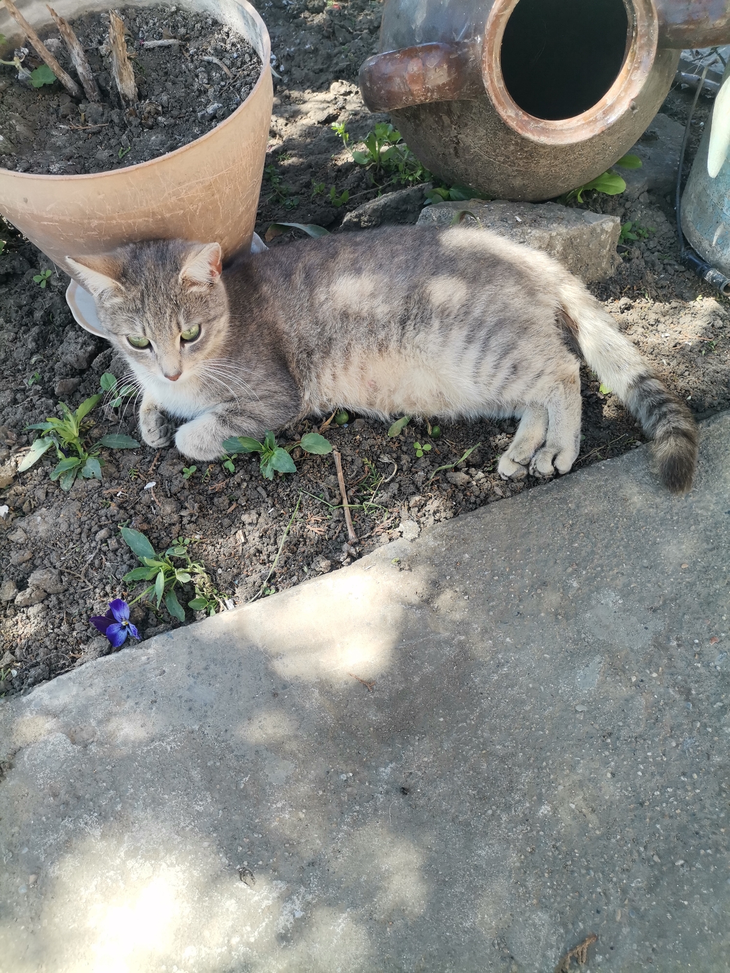 A gray tabby cat with striking green eyes is captured in an outdoor setting in Pobeda, Bulgaria. The cat is lying down, resting on the dark soil, facing towards the left side of the frame. Its fur shows a mix of gray and white tones, with distinct darker tabby stripes visible on its legs and tail.
To the left and slightly behind the cat's head, a light brown flowerpot with dry plant stalks and soil is visible. Further in the background, behind the cat's body, a large, weathered, dark brown ceramic pot or urn lies on its side. The ground beneath the cat and around the pots is dark soil, sparsely covered with small green plants. A single vibrant purple-blue violet flower blooms on the soil in the lower-left corner of the image.
A light gray concrete slab or pathway occupies the right and lower portion of the frame, extending into the foreground. Strong sunlight casts distinct shadows across parts of the concrete and the cat, indicating it is daytime. The cat appears calm and relaxed in this garden or yard environment. There is no visible text in the image.