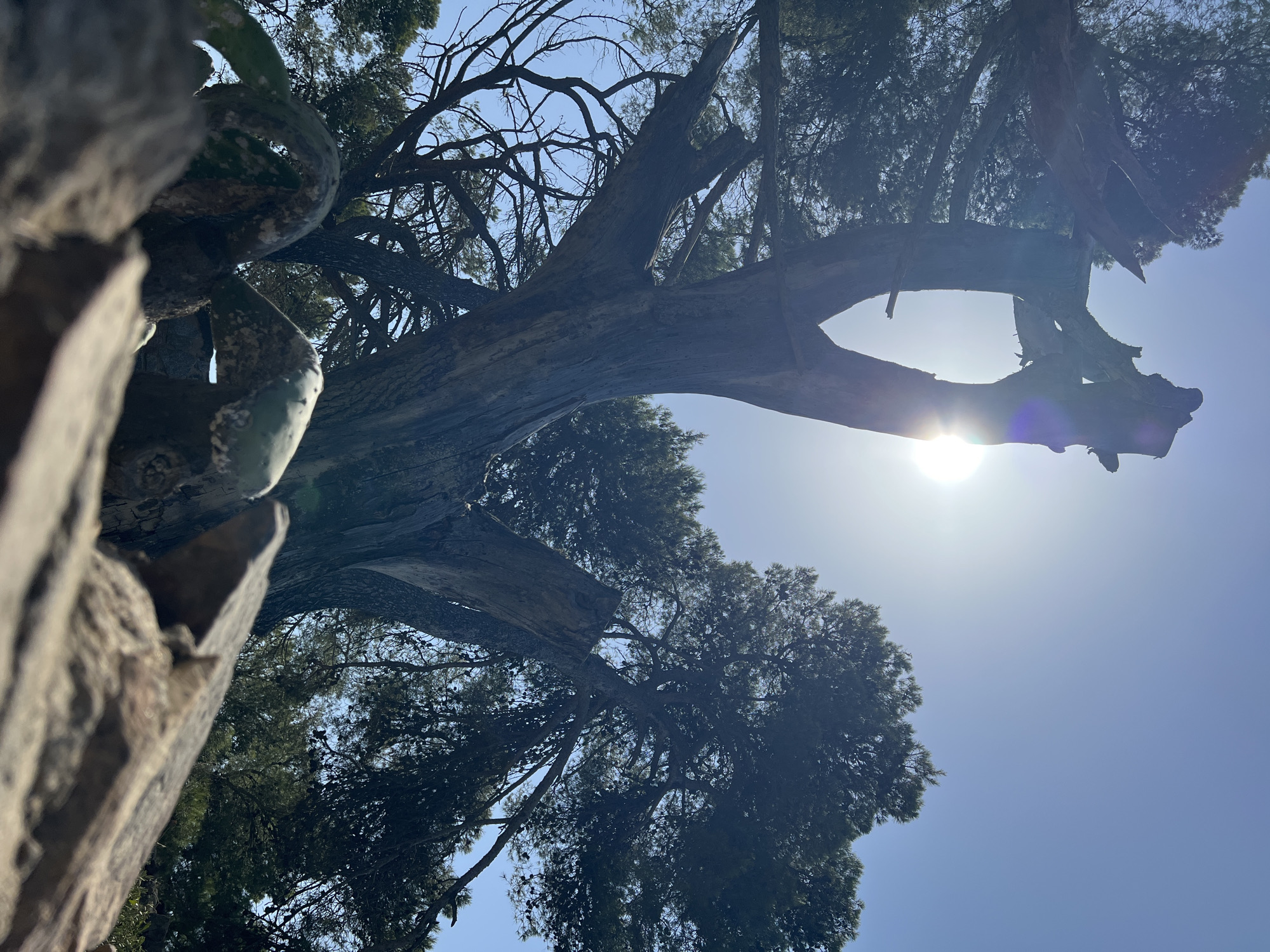 The image is a low-angle shot looking up at a weathered, split tree trunk against a bright blue sky. Sunlight flares from behind the trunk, obscuring the sun itself and casting lens flares. The textured bark of the tree is prominent, with broken branches and jagged edges visible. In the foreground, rough-hewn rocks and what appear to be dried cactus pads or roots are in sharp focus, creating a naturalistic, slightly rugged foreground. In the background, the dense green foliage of pine trees is silhouetted against the sky, with hints of more branching and pinecones. The scene is likely an outdoor environment, possibly a coastal area given the presence of what seems to be hardy vegetation and rocks, consistent with locations around Palamós, Spain, which is known for its Mediterranean flora and rocky shores. There are no people or animals visible in the image, and no discernible actions or interactions are taking place.