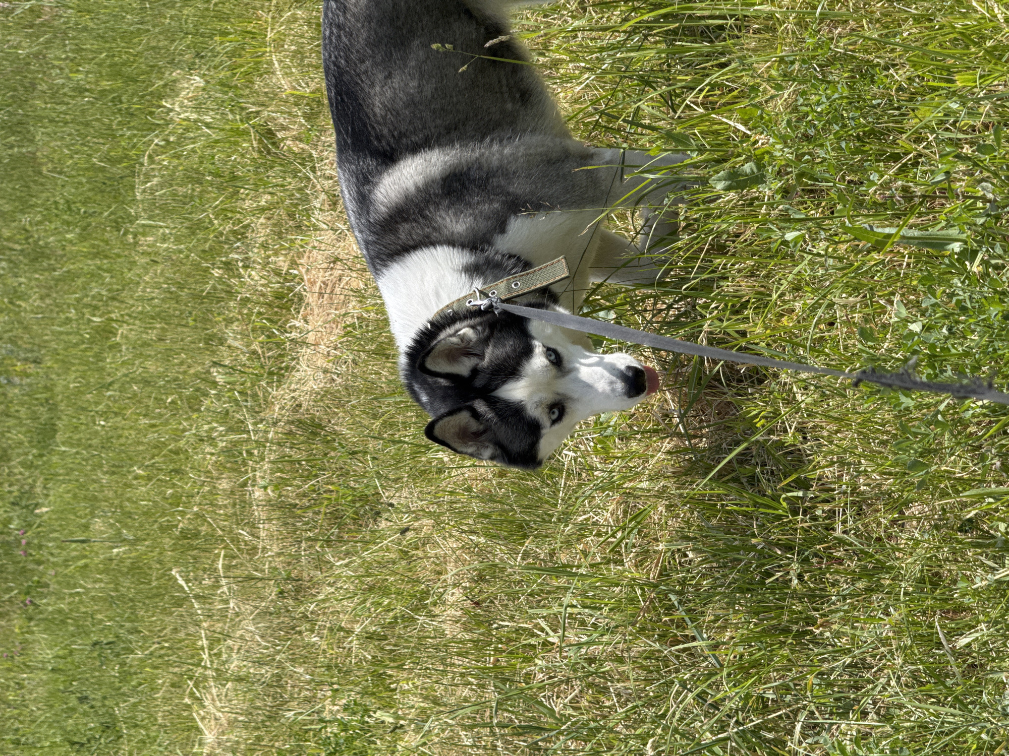 A Husky dog is lying on a patch of green grass in an outdoor setting. The dog is leashed and wears a collar. It has gray and white fur, blue eyes, and is looking at the camera with its tongue slightly out. The grass appears to be a mix of wild and cultivated varieties, and the scene is well-lit, suggesting a sunny day. The location appears to be a park or yard area.