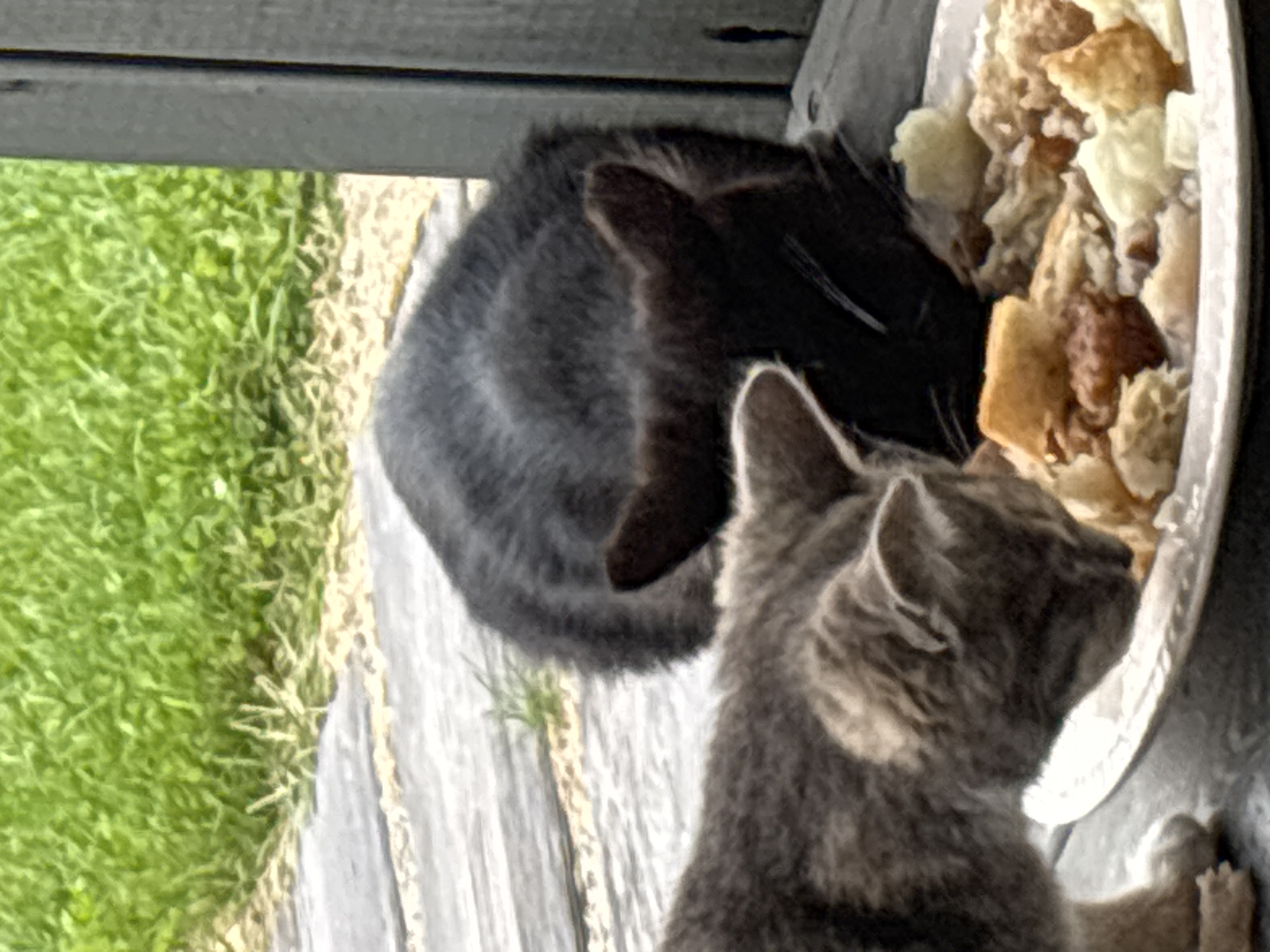 Two cats are eating from a white paper plate on a wooden surface. One cat is gray tabby and the other is black. They are outdoors with green grass in the background. This scene appears to be a backyard in Zvenigorod, Russia.