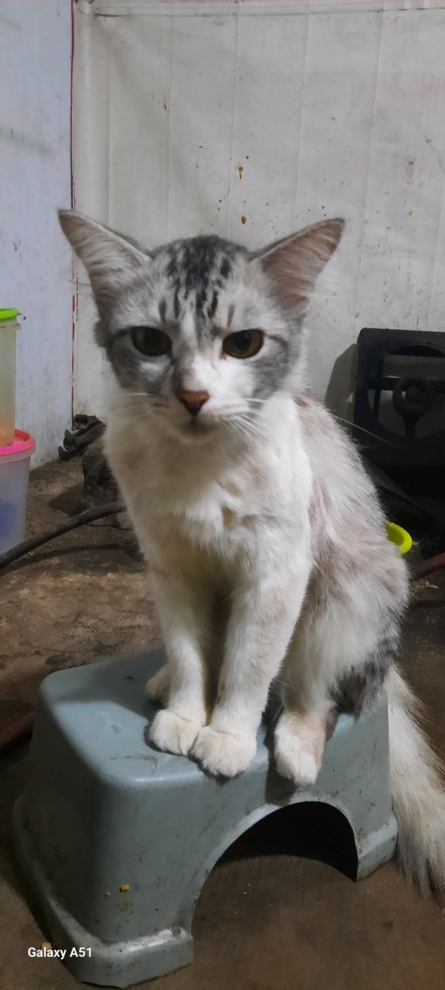 A medium shot, eye-level, front-facing photograph shows a white and grey tabby cat sitting on a light blue plastic stool. The cat is facing the camera with its front paws neatly placed together on the stool. Its ears are perked up, and its eyes are wide open, looking directly at the viewer. The cat's fur is primarily white with patches of grey tabby markings on its head, back, and tail. The background is a distressed, light-colored wall with some dark smudges and spots. To the right of the cat, a dark object, possibly an appliance, is visible. To the left, two plastic containers, one green and one pink, are partially visible. The floor appears to be made of dirt or concrete. The photograph was taken in Selopuro, Indonesia, as indicated by the "Galaxy A51" watermark in the bottom left corner, which is a model of Samsung phone produced in Indonesia.