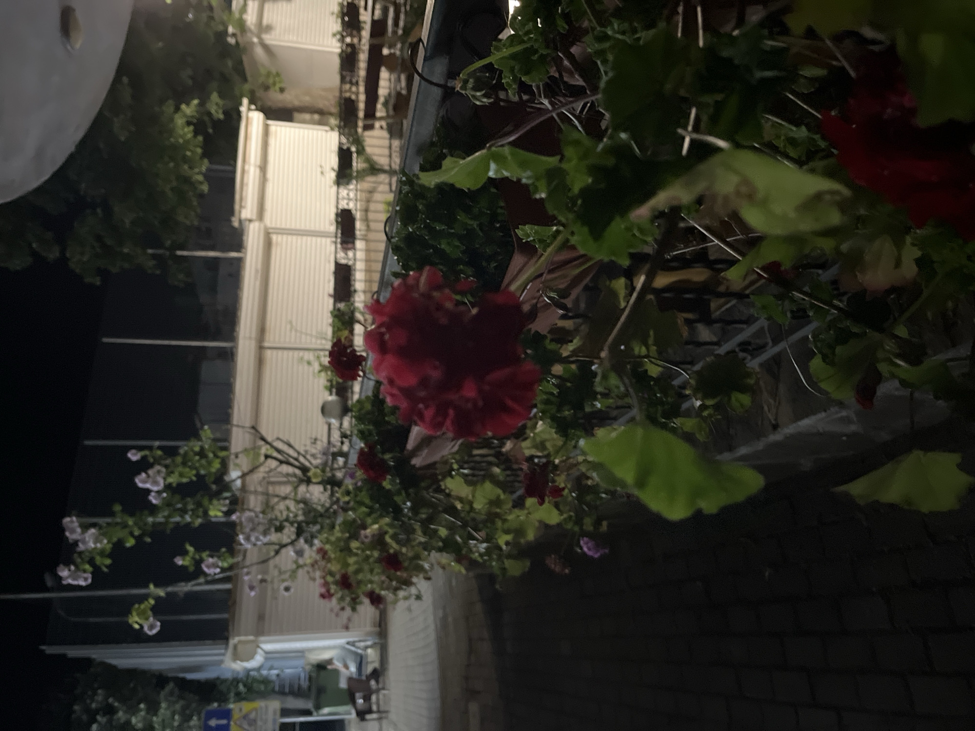 The image depicts an outdoor scene at night, likely in Obzor, Bulgaria, with a focus on flowering plants. In the foreground, vibrant red geraniums are prominently displayed, with lush green leaves. Behind them, a railing separates the plants from a paved walkway, which appears to be made of dark cobblestones. In the middle ground, several buildings with closed, white shutters are visible, suggesting a commercial or residential area. A light pole with a directional sign is also present, indicating a street. In the background, trees and the dark night sky complete the setting. A person is seated in a chair in the distance, and a trash bin is visible near them. The overall impression is a tranquil, dimly lit evening atmosphere.