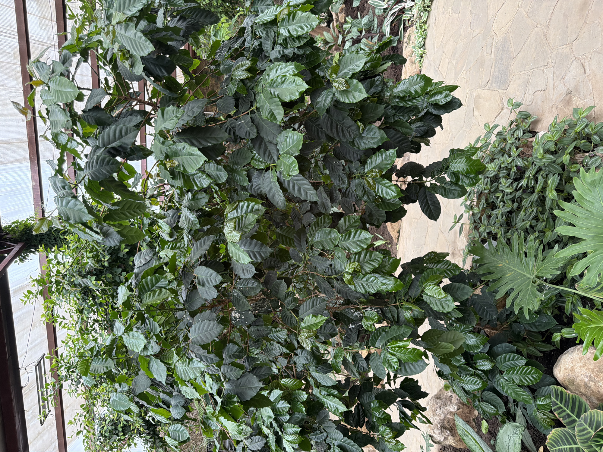The image shows a coffee plant with lush green leaves, situated in an indoor botanical garden. The plant has a dense canopy of leaves, with some branches extending outwards. The background features a walkway made of light-colored, irregularly shaped stones, and other greenery. A metal structure, possibly part of the greenhouse roof, is visible overhead, along with some light fixtures. No people are present in the scene. The location is identified as a botanical garden in Akatovo, Russia.