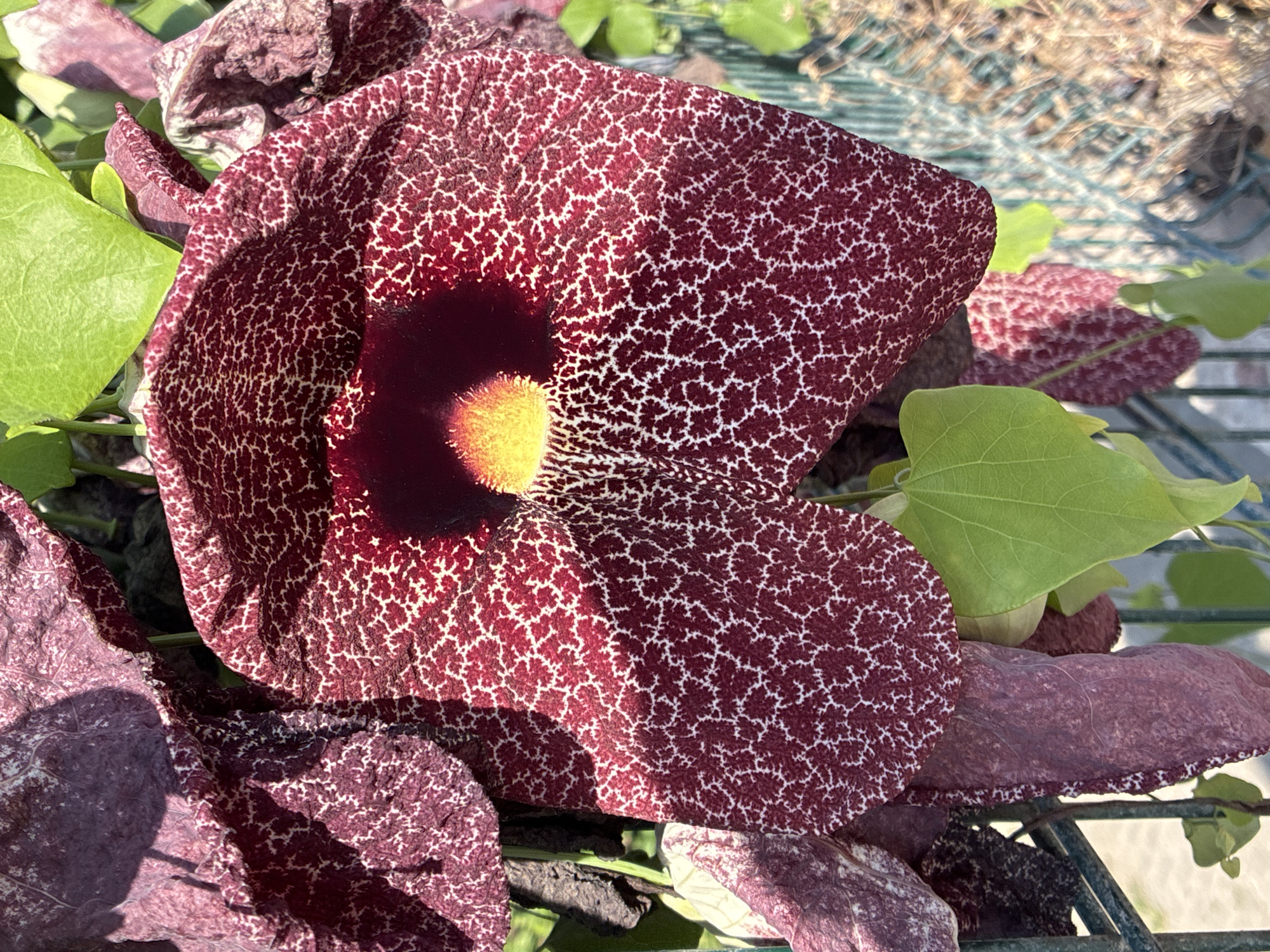 The image shows a close-up view of a large, ornate flower, likely a pipevine blossom, with deep burgundy petals patterned with intricate white reticulations. The center of the flower features a dark, circular opening with a bright yellow, fuzzy center. The flower is partially obscured by green leaves and appears to be growing on a vine. In the background, a green metal fence is visible, with dried vegetation behind it. The overall setting suggests an outdoor environment, possibly a garden or park, and the mention of Alanya, Turkey, places the scene in a Mediterranean coastal city known for its flora and historical sites.
