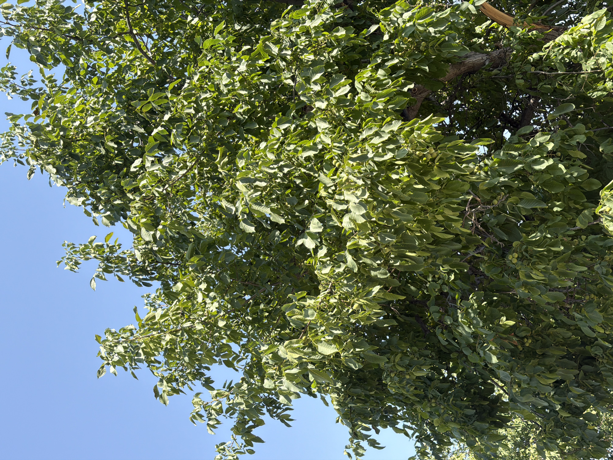 A medium shot shows the branches and leaves of a walnut tree against a bright blue sky. The tree is dense with green leaves, and some small green walnuts are visible throughout the branches. The lighting suggests it is daytime, likely with strong sunlight. The image appears to have been taken in an outdoor, natural setting, possibly a garden or park in the city of Жаңы-Арык, Kyrgyzstan, given the context provided. There are no people or animals visible in the frame.