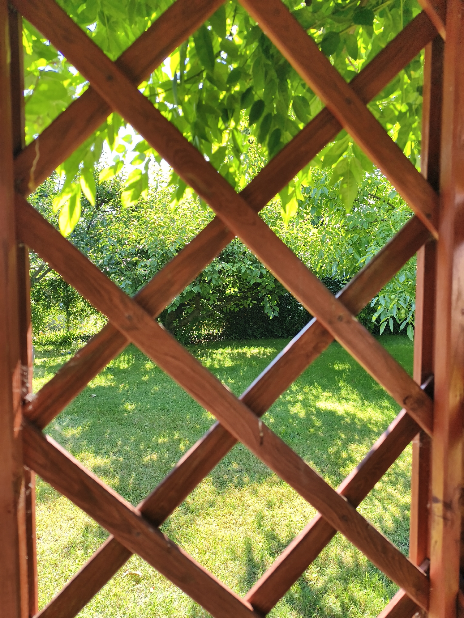 The image shows a view of a garden through a wooden lattice structure. The lattice is made of dark brown wooden beams forming a diamond pattern. Beyond the lattice, a lush green lawn is visible, dappled with sunlight and shadow. In the background, there are numerous trees and shrubs with vibrant green leaves. Some small green fruits are visible on one of the trees. The scene appears to be a sunny day in a garden setting, possibly a backyard or park.
While the image depicts a general garden scene, there are no specific landmarks or contextual clues within the image itself that would allow for precise identification of its location within the city of Tczew, Poland. The scene is natural and generic to many garden environments.
