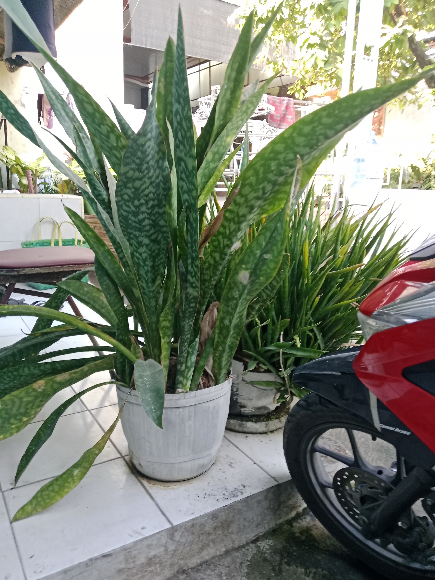 The image depicts an outdoor scene in what appears to be a residential or commercial area, possibly in Kediri City, Indonesia. In the foreground, a large potted snake plant (Sansevieria trifasciata) dominates the frame. Its long, upright, sword-shaped leaves are a vibrant green with distinctive grey-green cross-hatching patterns. The plant is housed in a weathered, light-colored plastic pot. To the right of the snake plant, the front of a red and black motorcycle is visible, with its wheel and part of the fender and fairing in focus. Behind the snake plant, another potted plant, possibly a smaller variety of snake plant or a similar succulent, with thinner, more pointed leaves, is partially obscured. The ground is paved with white and grey square tiles. In the background, a covered area with a corrugated roof is visible, suggesting an outdoor patio or extension. Some domestic items, like laundry, are hung in the background. The overall impression is one of a casual, possibly utilitarian, outdoor space.