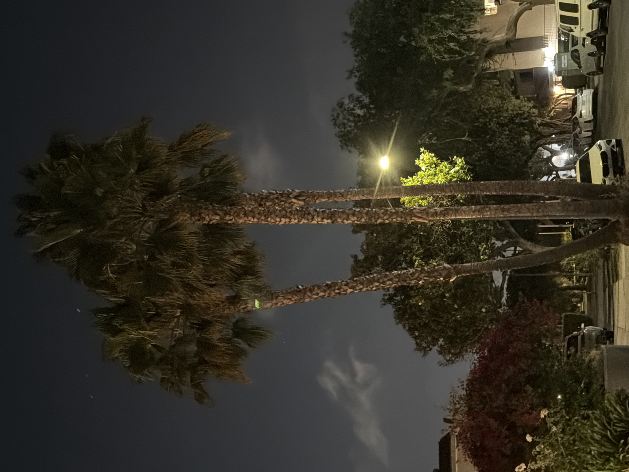 This image depicts a street scene at night in an urban environment. Two tall palm trees are prominent in the foreground, with their fronds silhouetted against a dark sky. A street light illuminates a cluster of bright green leaves on a tree situated between the palm trees. In the background, there are buildings, parked cars, and other trees lining the street. The overall impression is one of a quiet, residential street at night.