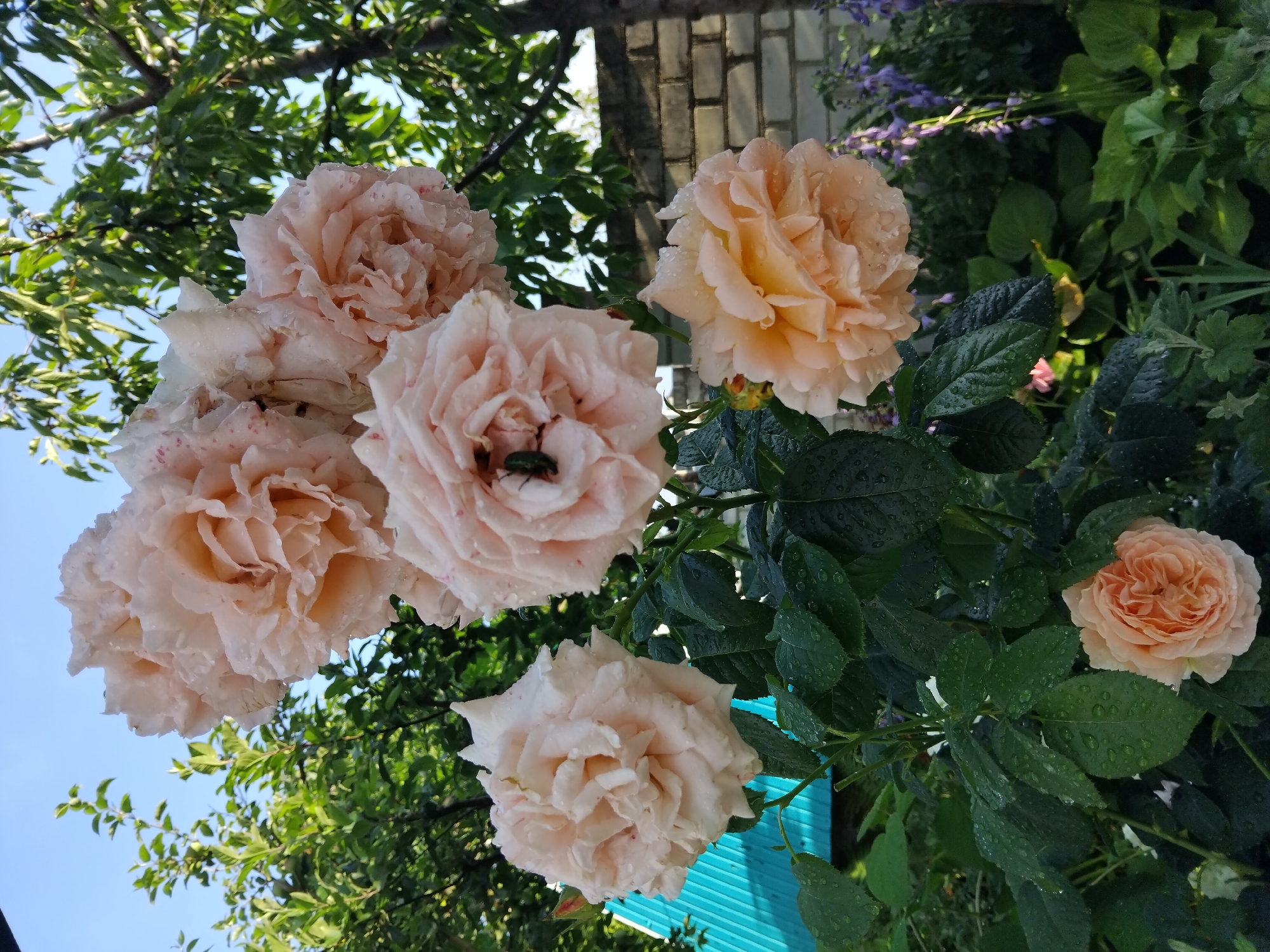 This is a close-up, eye-level, outdoor photograph of a cluster of pale pink and peach roses in bloom, with water droplets visible on the petals and leaves, suggesting recent rain or dew. A small green insect is visible on one of the roses. The roses are on a bush with dark green leaves, some of which are also wet. In the background, there are blurred green trees, a blue corrugated metal roof structure, a brick wall, and some purple flowers. The sky above is clear and blue. The image appears to be taken in a garden setting, possibly in Zhytomyr, Ukraine, given the context.
