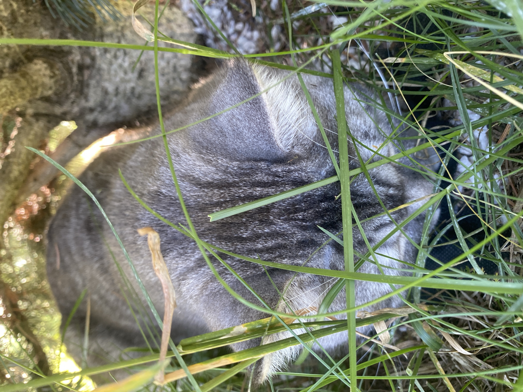 An adult domestic shorthair cat, predominantly gray with tabby markings, is partially obscured by tall green grass and dry foliage in an outdoor setting. The cat appears to be lying down, with its head lowered and partially hidden. Sunlight filters through an overhead canopy of leaves and branches, casting dappled light on the scene. The ground is covered in a mix of grass, dried leaves, and possibly small stones or debris. The environment suggests a natural or semi-natural area, such as a garden or a park, within the city of Mykytyntsi, Ukraine. There are no humans present in the image, and the cat is the sole subject. The cat's fur is short and appears to be of medium thickness. White whiskers are visible protruding from the sides of its face. The overall impression is one of a cat resting or possibly foraging in a natural habitat.