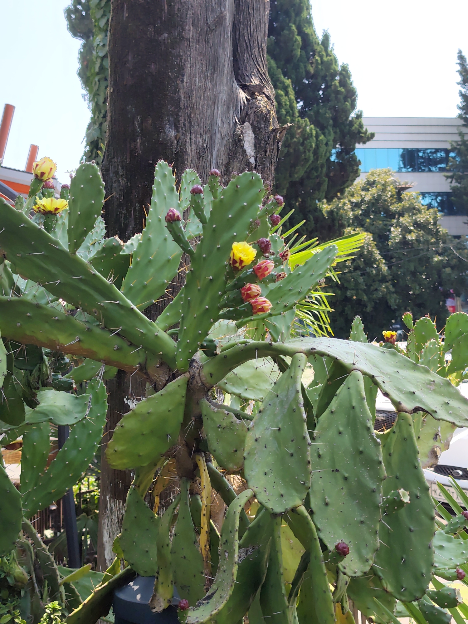 This image captures a prickly pear cactus in bloom, set against a backdrop of urban greenery and architecture. The cactus, with its flattened green pads and sharp spines, is adorned with several flowers. Some flowers are fully open, showcasing vibrant yellow petals with red accents, while others are still in bud, appearing as deep red or pink spheres. A large tree trunk, rough and textured, stands behind the cactus, partially obscuring it.
In the background, lush green trees dominate the scene, suggesting a park or well-maintained garden. Beyond the trees, a modern building with a light-colored facade and striking blue windows is visible. The bright sky above indicates it is daytime. The presence of a fence and what appears to be a parked vehicle hints at a public or semi-public space within a city. Given the details of the flora, climate, and architecture, this scene is consistent with an outdoor setting in Sochi, Russia, likely a botanical garden or a landscaped area in the city.