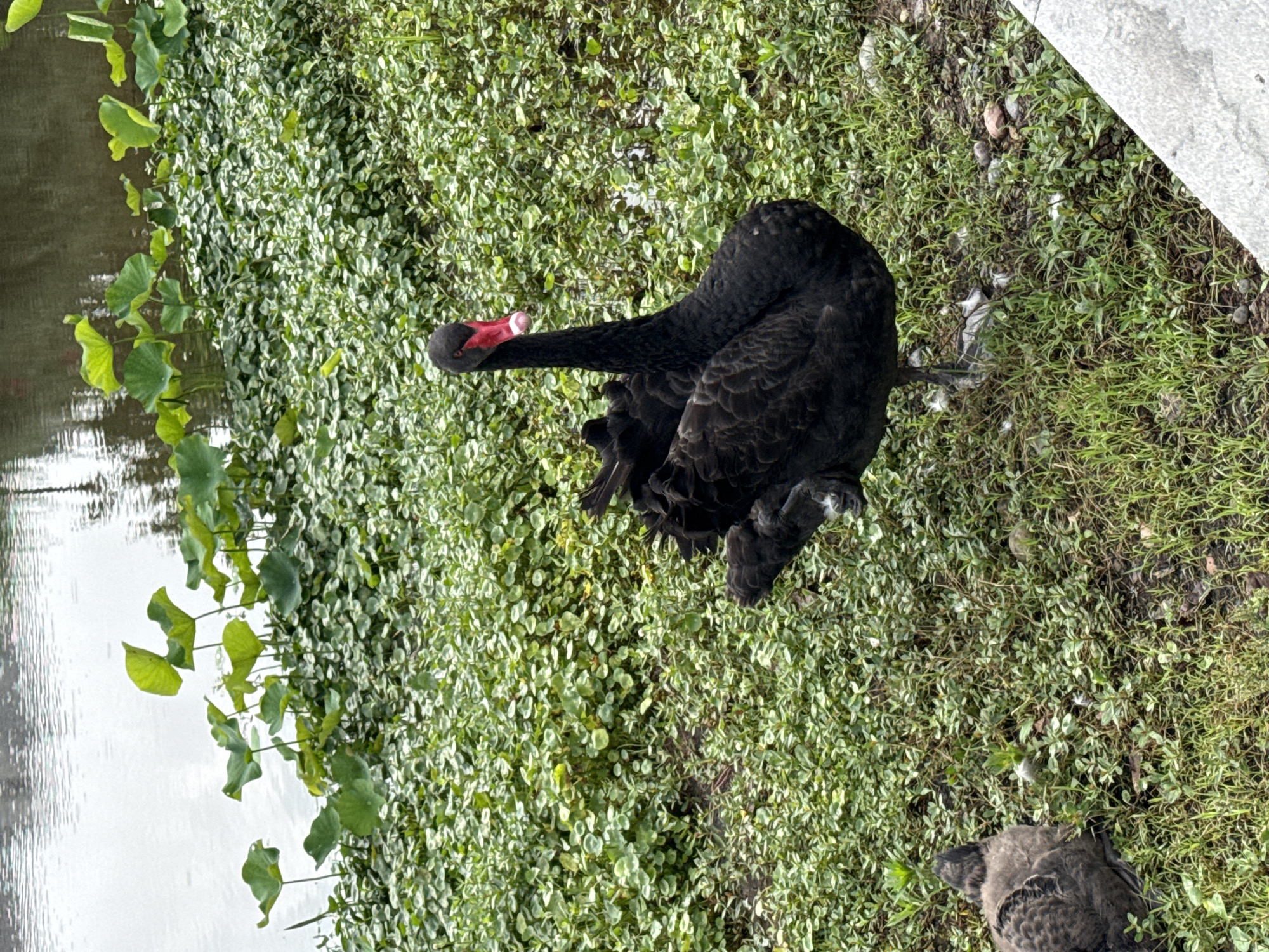 A black swan with a red beak and white markings is resting on a bed of green vegetation near a body of water, possibly in Jiangjin, China. Additional vegetation and what appears to be a section of concrete are visible at the edges of the image. The swan's plumage is primarily dark, with some lighter areas. The ground is covered with a mix of plants and some bare spots.