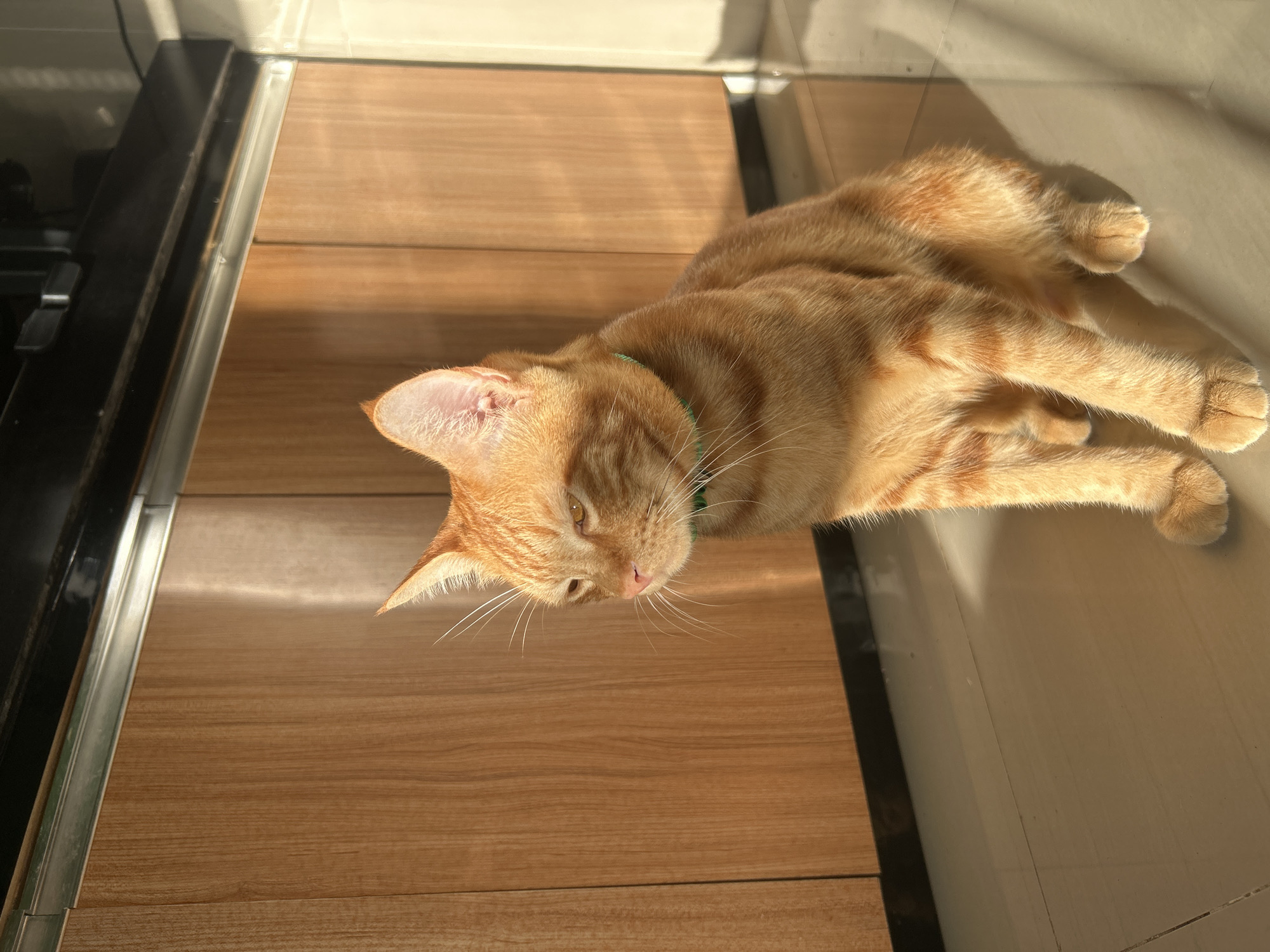 An orange tabby cat is captured resting on an indoor floor in Kuta Selatan, Indonesia. The cat is stretched out on its side, predominantly on a section of floor that features wood-look tiles or laminate, with its head facing towards the bottom left of the frame. A thin green collar is visible around its neck.
Bright sunlight streams into the room, creating strong, clear shadows across the floor and highlighting the cat's fur, indicating it is daytime, likely morning or late afternoon. The cat appears relaxed and content, with its eyes partially closed as if basking in the warmth.
The flooring transitions from the wood-look material to lighter-colored, possibly ceramic, tiles, separated by a metallic strip running horizontally across the image. On the far left, a dark-colored object, which could be part of a counter, appliance, or furniture, is visible. The scene suggests a cozy domestic setting. There is no visible text in the image.