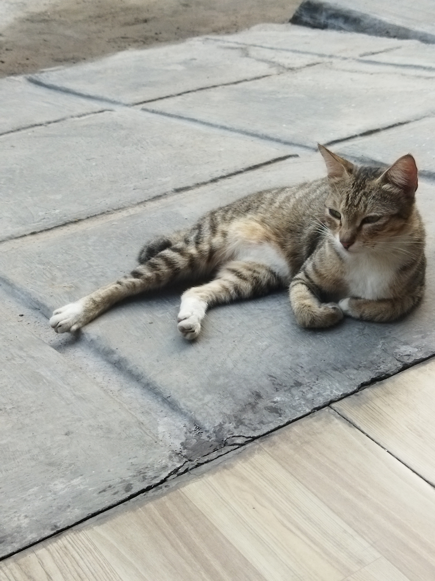 A tabby cat lies on a paved outdoor surface. The cat is facing to the right and appears to be resting. The paving stones are rectangular and have visible lines between them. The background is a blurred expanse of dirt or gravel. The image appears to have been taken in Kosambi, Indonesia.
