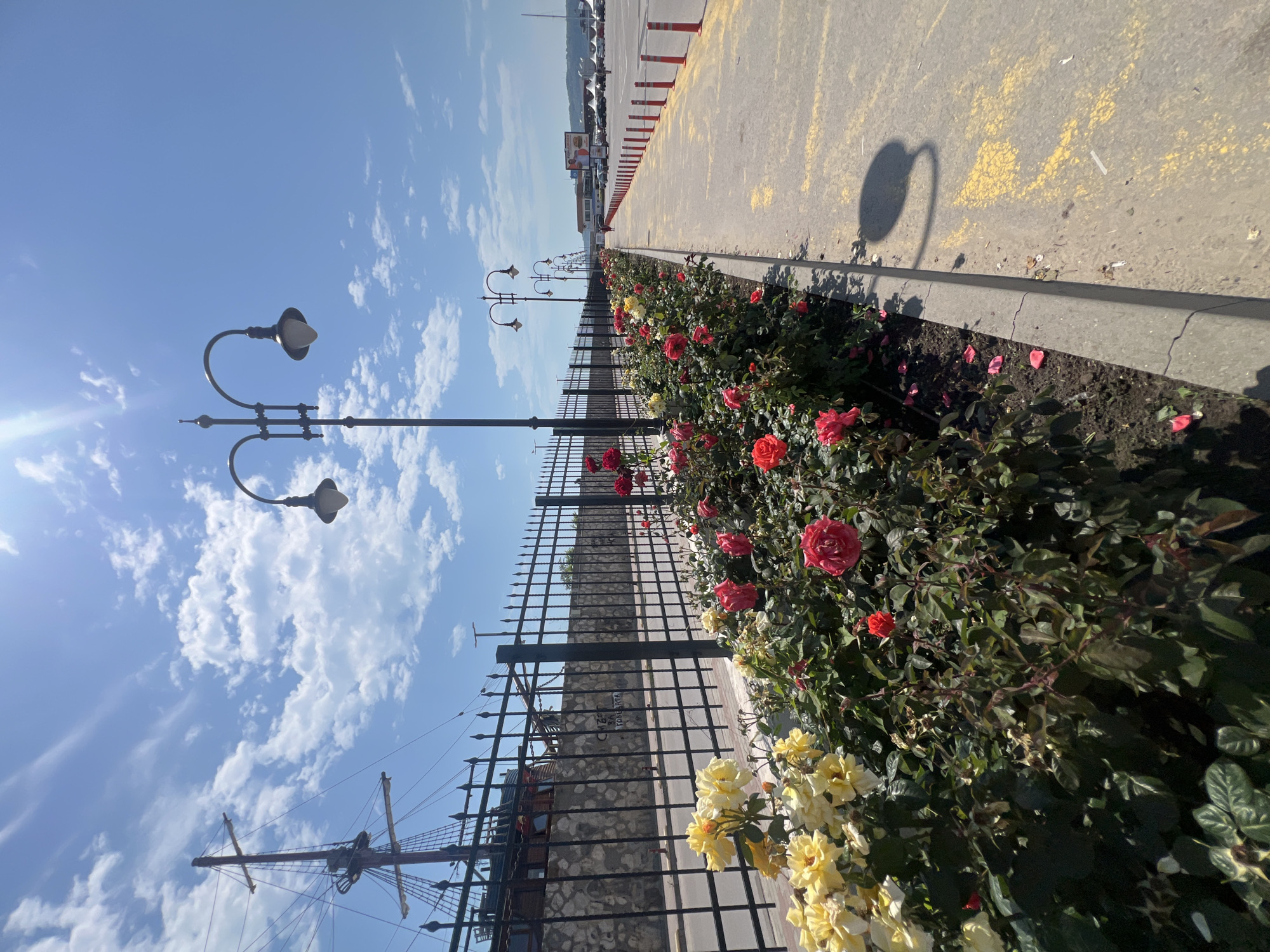 The image, oriented vertically, captures a scenic outdoor area, likely a promenade or pier in Varna, Bulgaria, under a bright blue sky with scattered white clouds.
In the foreground, a long, well-maintained flowerbed bursts with vibrant red and yellow roses, their petals and green foliage creating a colorful border. Immediately adjacent to the roses is a black metal fence with pointed finials, separating the flowerbed from an area behind it.
Beyond the fence, a series of ornate, vintage-style streetlights with double lamps extends into the distance, lining a wide, paved surface. This paved area, possibly a parking lot or port access road, features faded yellow painted markings and a discernible curb. Further down this path, a row of orange traffic cones indicates a boundary or designated area. In the distance, various vehicles and buildings can be observed.
To the left of the streetlights and behind the fence, against the bright sky, the distinctive mast and rigging of a large tall ship are visible, confirming a maritime setting. The sky is bright blue with scattered cumulus clouds, and a strong sunbeam is visible, casting sharp shadows, including the distinct curved shadow of a streetlight head on the pavement.
No people are visible in the scene. On a stone wall situated behind the fence, some white, partially obscured text is visible, which appears to read "GAZARTO" and possibly "Porters" underneath. The scene depicts a sunny, pleasant daytime environment, showcasing a harmonious blend of natural flora, urban infrastructure, and a hint of naval history.