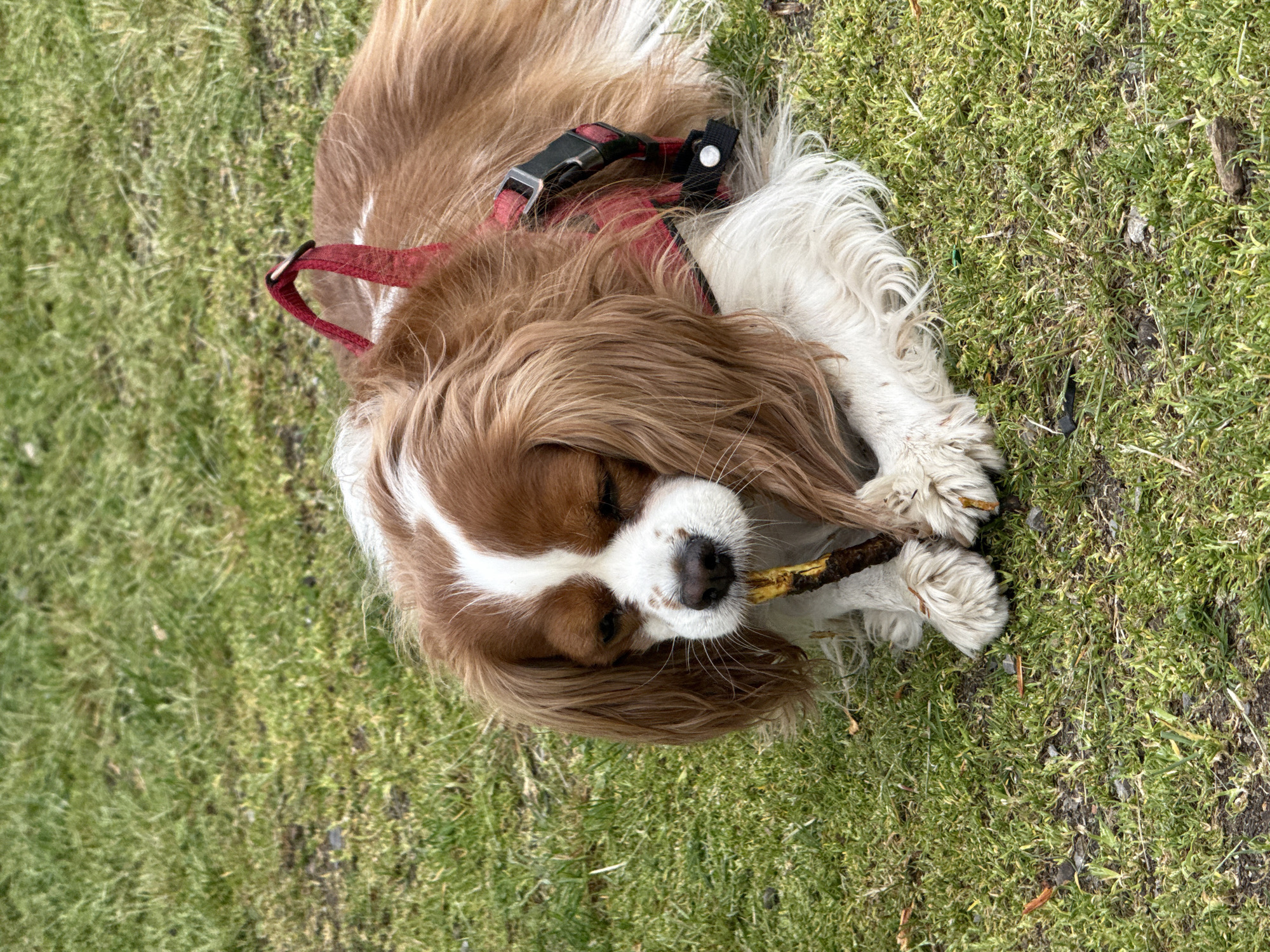 A brown and white Cavalier King Charles Spaniel dog is depicted lying on a green grassy surface. The dog's coat is a mix of chestnut brown and white, with prominent white markings on its face, chest, and paws. It is wearing a red harness with a black buckle and strap visible over its back and shoulders.
The dog is engaged in chewing a small, light-colored stick or twig, which it holds between its front paws and in its mouth. Its eyes are mostly closed, conveying a sense of contentment or deep focus on its activity. The fluffy texture of its fur and long ears is clearly visible.
The setting is an outdoor grassy area, possibly a park, garden, or field. The ground is covered in natural green grass, interspersed with patches of moss and some minor debris. The lighting indicates it is daytime. The overall scene suggests a calm and enjoyable moment for the dog in a natural environment. No text is visible in the image.