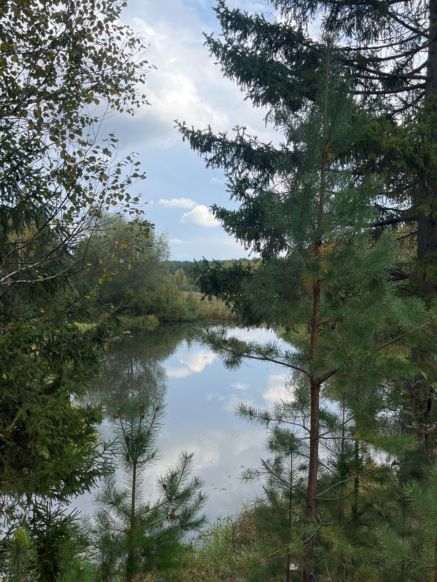 A tranquil pond is surrounded by lush greenery and tall trees, with a clear blue sky dotted with fluffy white clouds overhead. The water reflects the sky and trees, creating a mirror-like effect. In the foreground, the branches of evergreen trees frame the scene, with hints of autumnal colors on the deciduous trees in the background. The overall atmosphere is serene and picturesque, suggesting a natural setting. The image appears to be a landscape captured in Chaikovsky, Russia, a city known for its natural beauty.