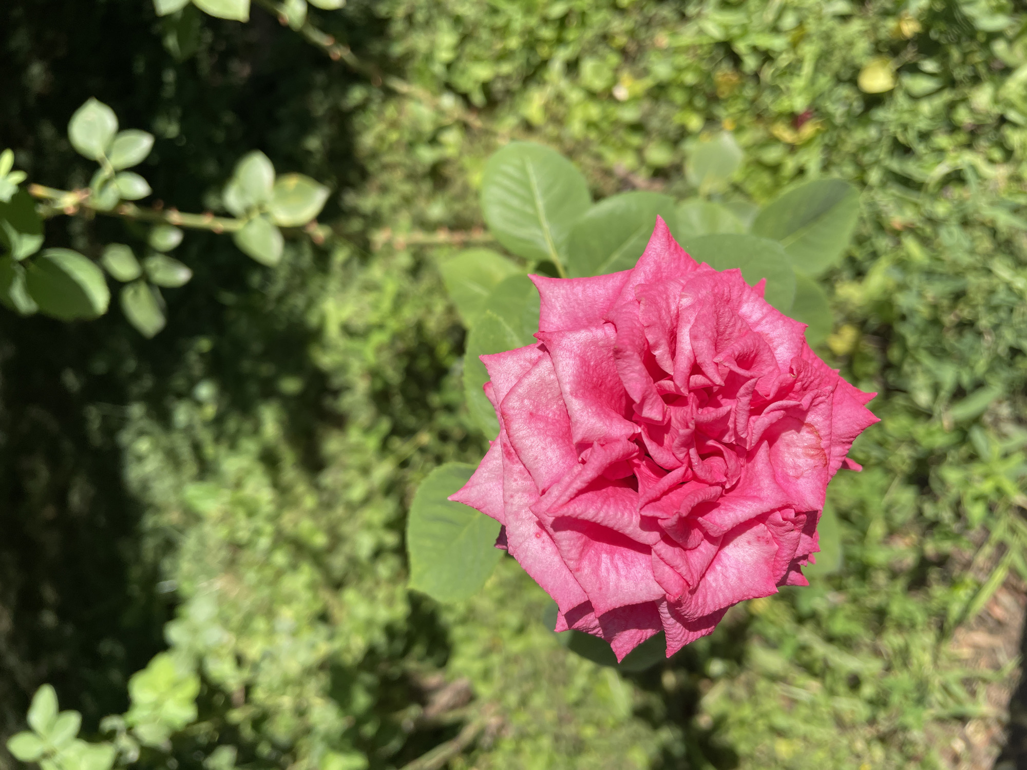 A close-up, overhead shot captures a vibrant pink rose in full bloom. The rose is positioned in the lower left quadrant of the frame, with its petals unfurled and layered. The background consists of out-of-focus green foliage and grass, suggesting an outdoor garden setting. The lighting is natural and appears to be sunlight, casting subtle shadows and highlighting the texture of the rose petals. No people are visible in the image. The scene is set in a natural outdoor environment, likely a garden or park, common in Almaty, Kazakhstan.