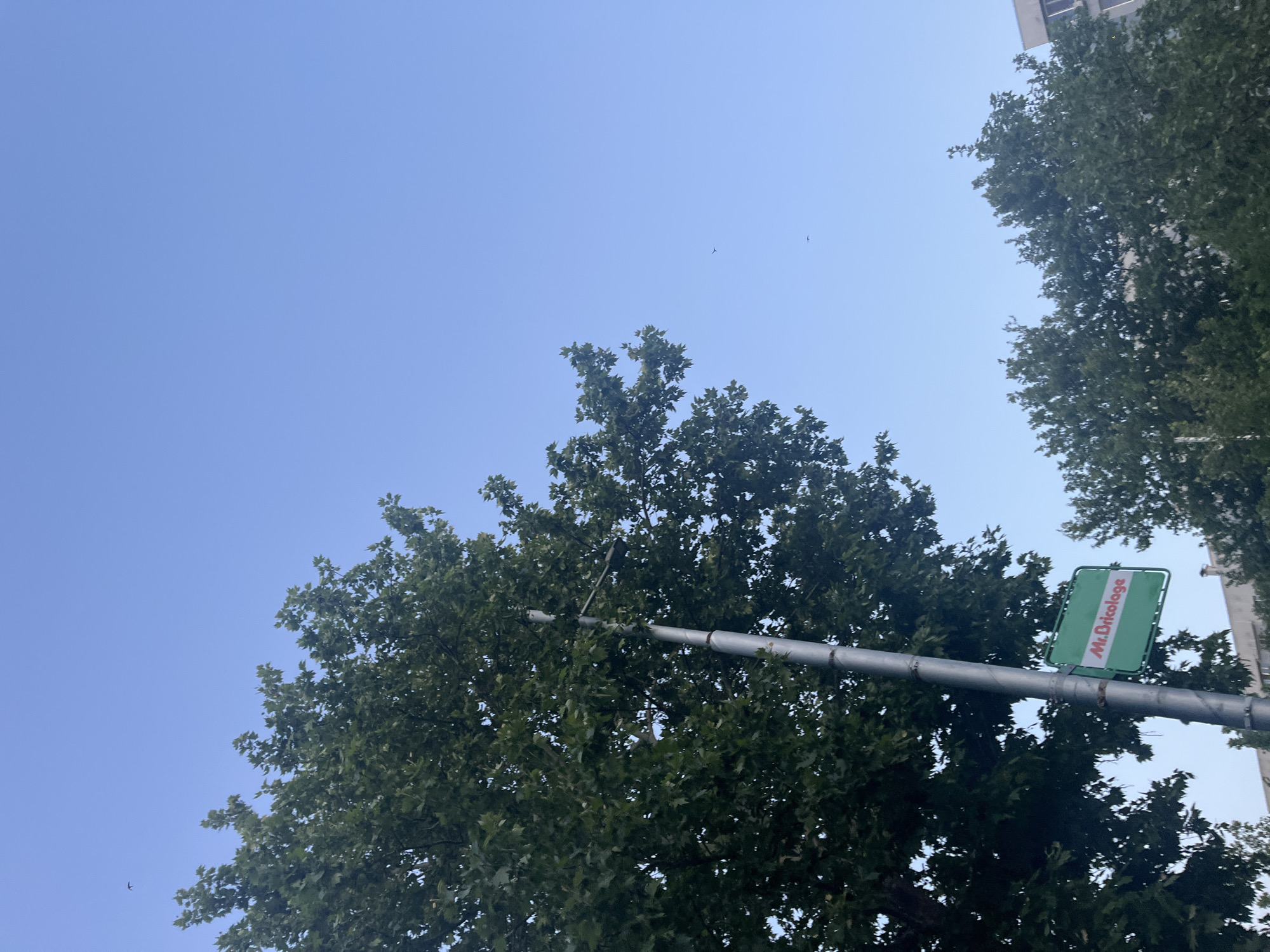 The image shows a low-angle view of trees and a street sign against a blue sky. The sign is green with the name "Mr. Bricolage" written on it. The sign is attached to a gray metal pole, partially obscured by tree branches. Two birds are visible in the sky. The location is Plovdiv, Bulgaria based on the street sign.