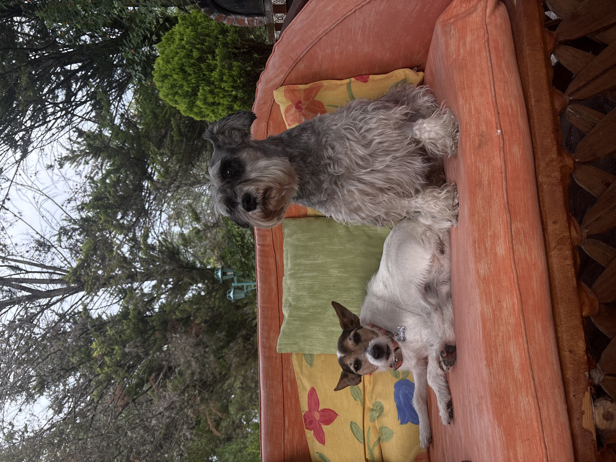 Two dogs are on a cushioned outdoor sofa. The upper dog is a gray Schnauzer. The lower dog, lying on its side, is white with brown markings around its face. The sofa cushions are patterned with floral designs, and a solid green cushion is visible. The background shows trees and foliage. The location is Cañada de Madero, Mexico.