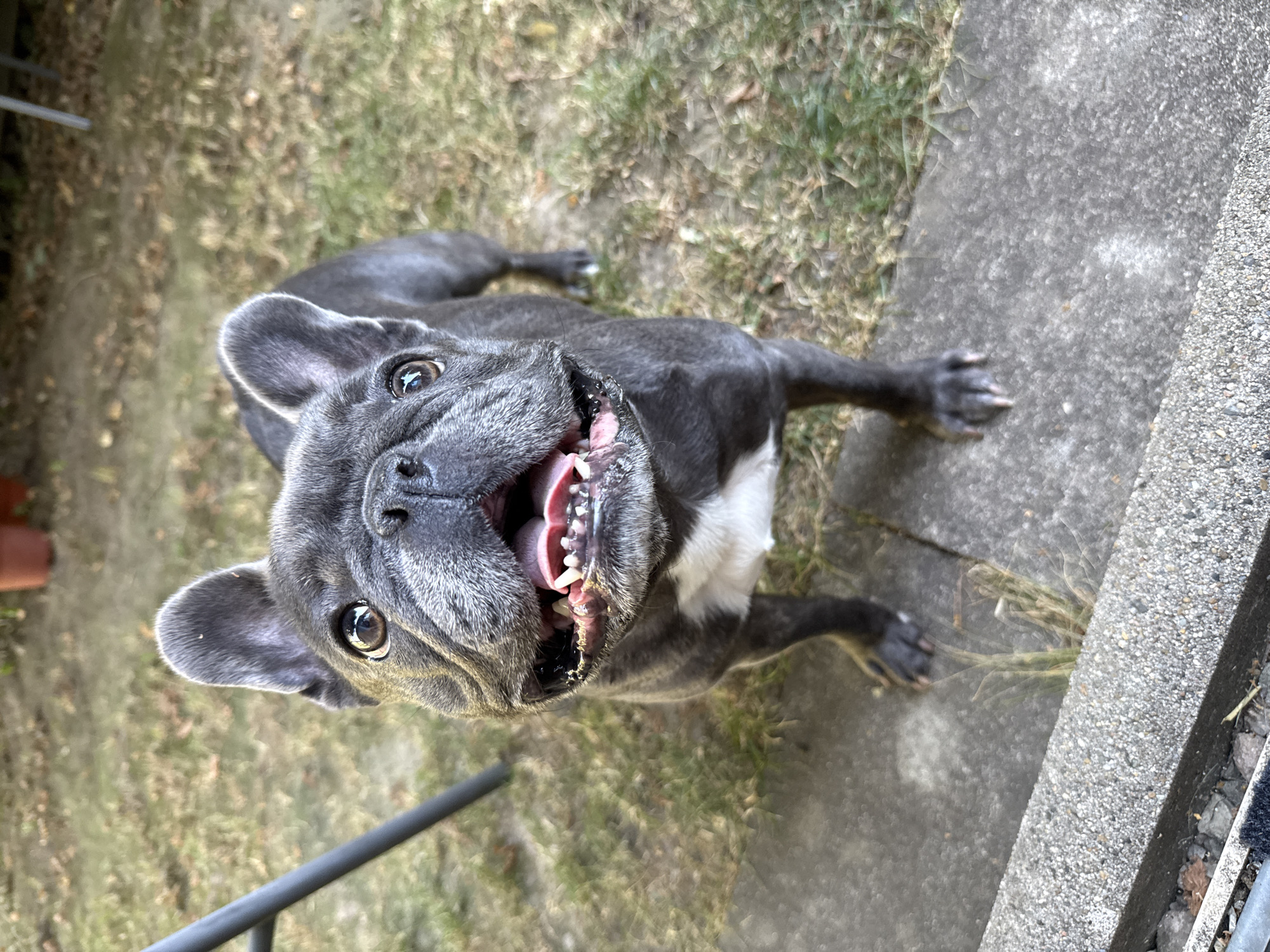 A French Bulldog stands on a concrete path in a grassy yard, looking up at the camera with its mouth open and tongue showing. The dog is dark gray with white markings on its chest. The background consists of dry grass and some autumn leaves. A metal chair leg is visible on the left side of the image. There is no indication of the specific location within Bad Sachsa, Germany.