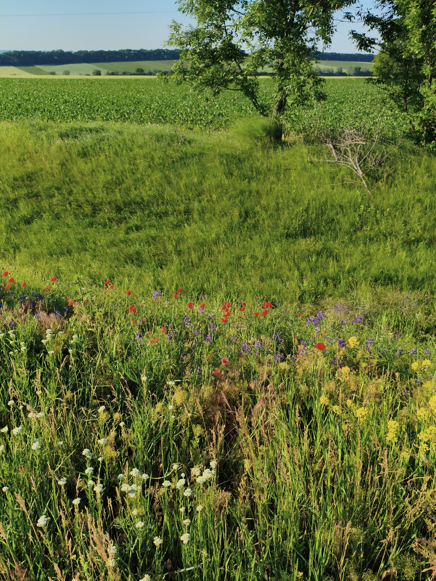 The image depicts a vibrant, sun-drenched meadow in Ustyvytsia, Ukraine. The foreground is a dense tapestry of wildflowers, including red poppies, purple delphiniums, and clusters of small white and yellow blossoms. Tall, green grasses sway gently, creating a sense of movement and life. In the midground, the meadow transitions into a vast, rolling field of lush green crops, likely soybeans, stretching towards a distant tree line. The background reveals gently undulating hills under a clear blue sky. Two mature trees with full green canopies frame the right side of the scene, casting dappled shadows across the meadow. A lone, dry, gray bush stands out against the vibrant green of the grass in the midground. The overall impression is one of a serene and picturesque rural landscape bathed in the warm light of day.